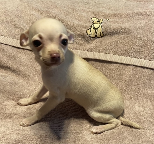 puppy, for, sale, Chihuahua, Judy  Lane-Hail, dog, breeder, Seminole, OK, dog-breeder, puppy-for-sale, forsale, nearby, find, puppyfind, locator, puppylocator, aca