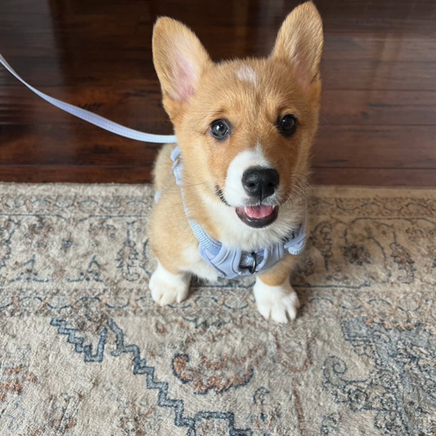 puppy, for, sale, Pembroke Welsh Corgi, Melvin  King, dog, breeder, Honey Brook, PA, dog-breeder, puppy-for-sale, forsale, nearby, find, puppyfind, locator, puppylocator, aca