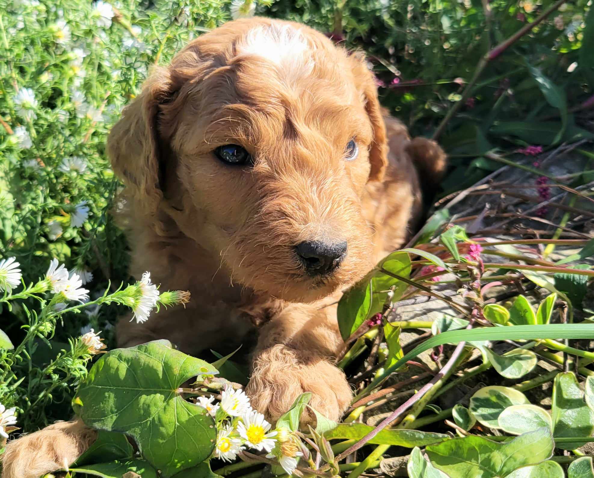 puppy, for, sale, Goldendoodle Mini F1B, Lana  Arnall, dog, breeder, Hartville, MO, dog-breeder, puppy-for-sale, forsale, nearby, find, puppyfind, locator, puppylocator, aca