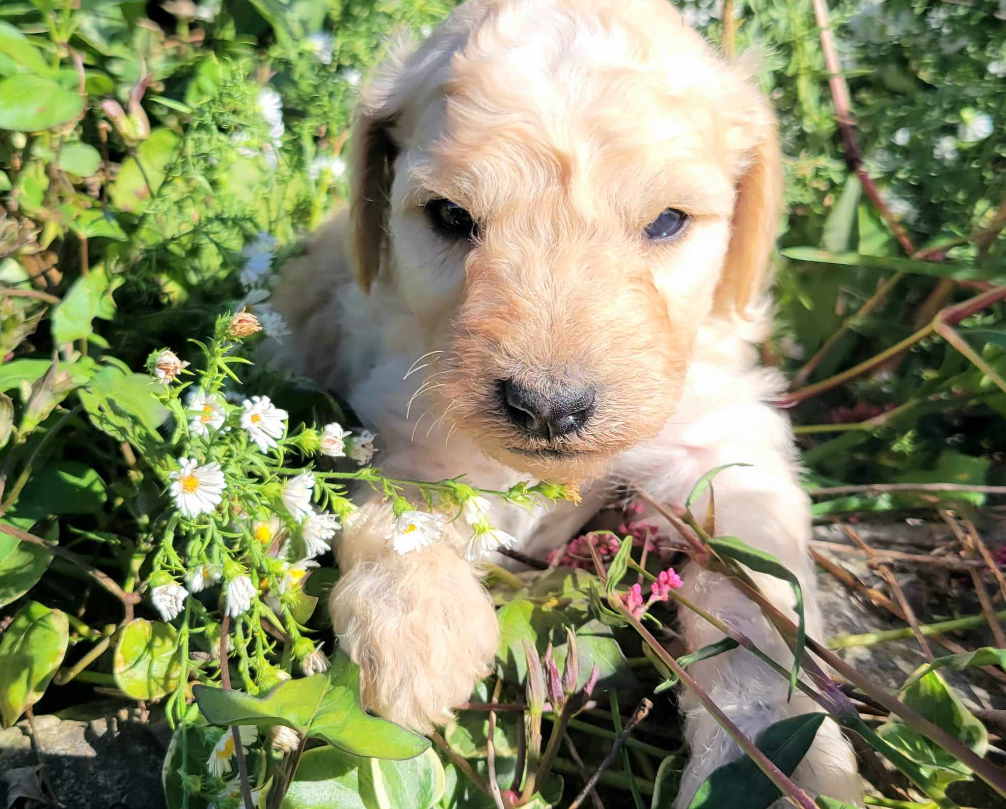 puppy, for, sale, Goldendoodle Mini F1B, Lana  Arnall, dog, breeder, Hartville, MO, dog-breeder, puppy-for-sale, forsale, nearby, find, puppyfind, locator, puppylocator, aca