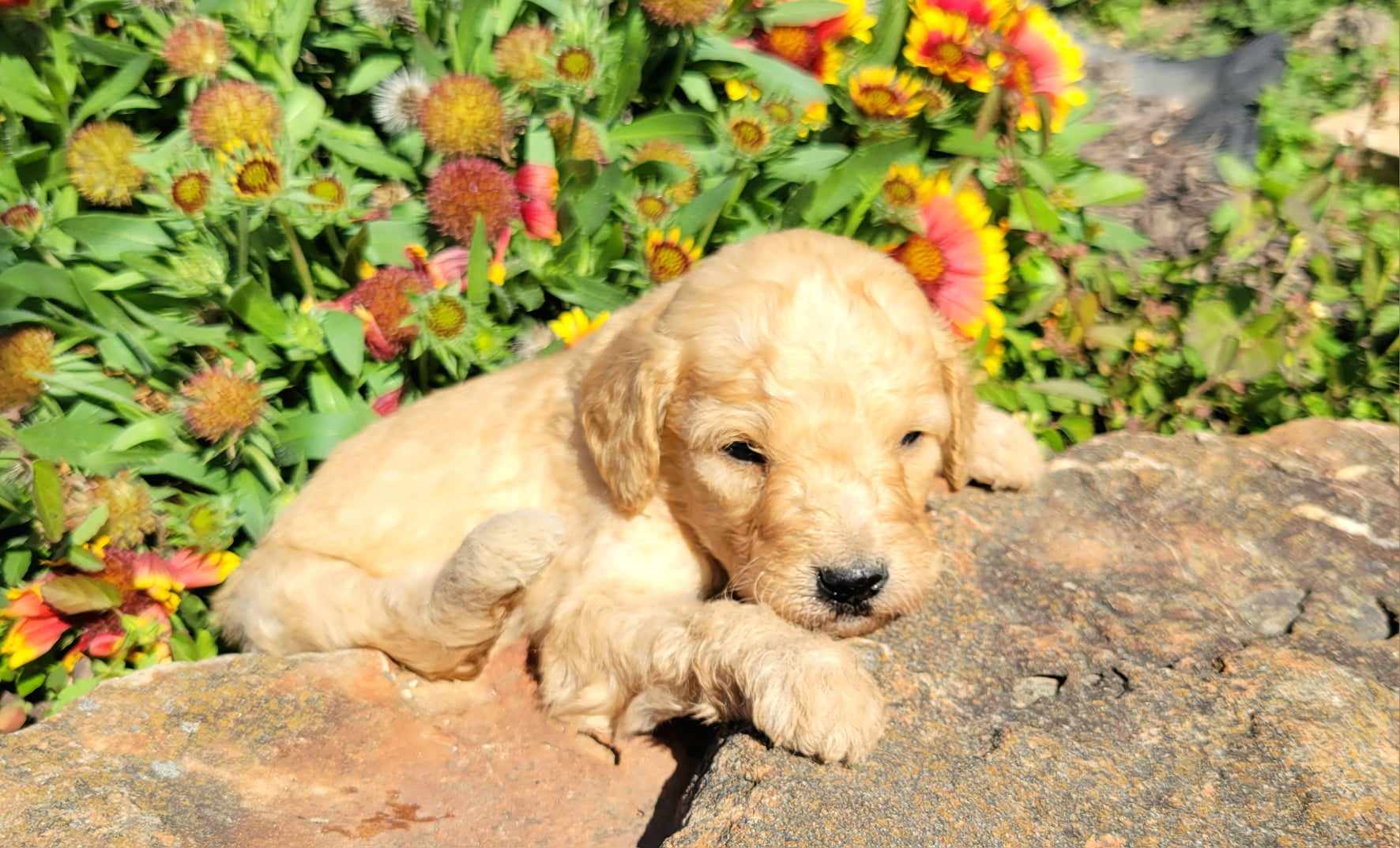 puppy, for, sale, Goldendoodle Mini F1B, Lana  Arnall, dog, breeder, Hartville, MO, dog-breeder, puppy-for-sale, forsale, nearby, find, puppyfind, locator, puppylocator, aca