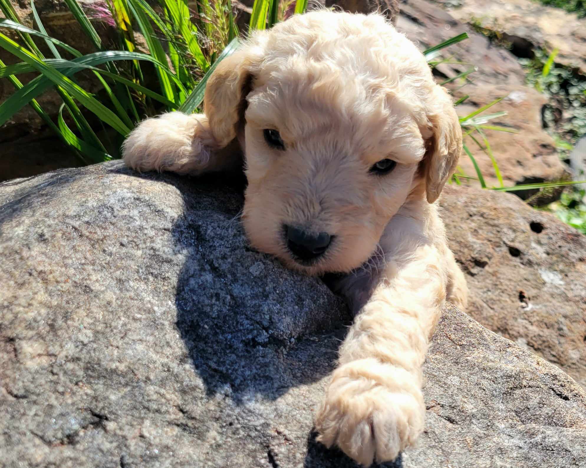 puppy, for, sale, Goldendoodle Mini F1B, Lana  Arnall, dog, breeder, Hartville, MO, dog-breeder, puppy-for-sale, forsale, nearby, find, puppyfind, locator, puppylocator, aca