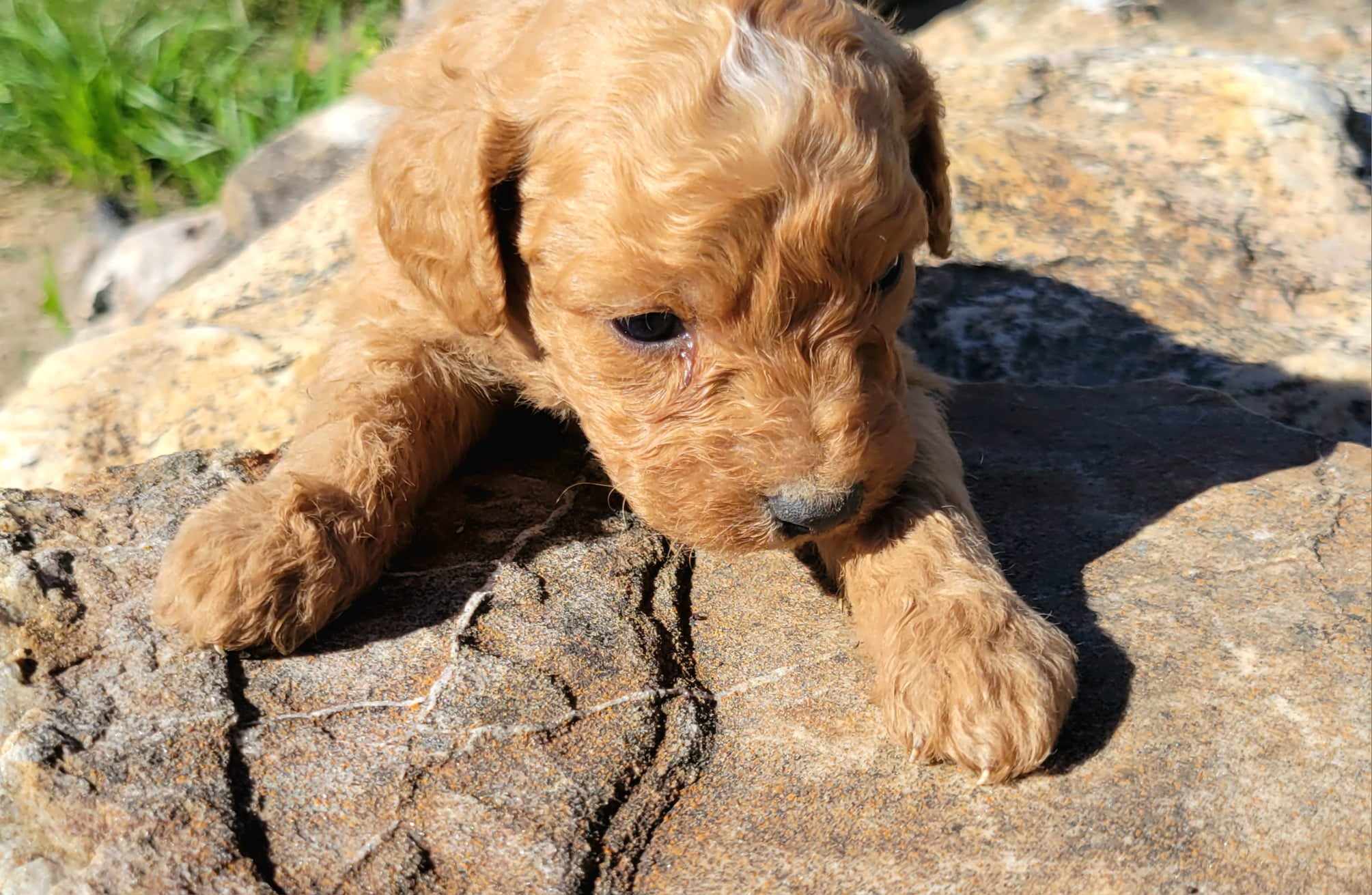 puppy, for, sale, Goldendoodle Mini F1B, Lana  Arnall, dog, breeder, Hartville, MO, dog-breeder, puppy-for-sale, forsale, nearby, find, puppyfind, locator, puppylocator, aca