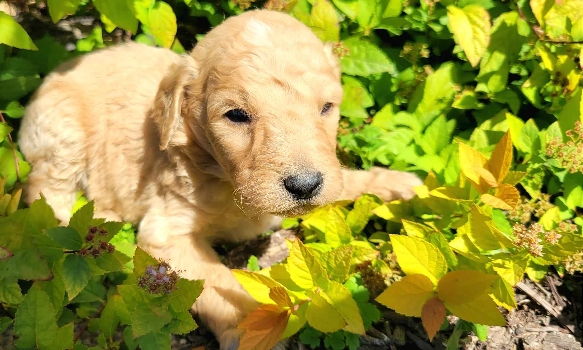 puppy, for, sale, Goldendoodle Mini F1B, Lana  Arnall, dog, breeder, Hartville, MO, dog-breeder, puppy-for-sale, forsale, nearby, find, puppyfind, locator, puppylocator, aca