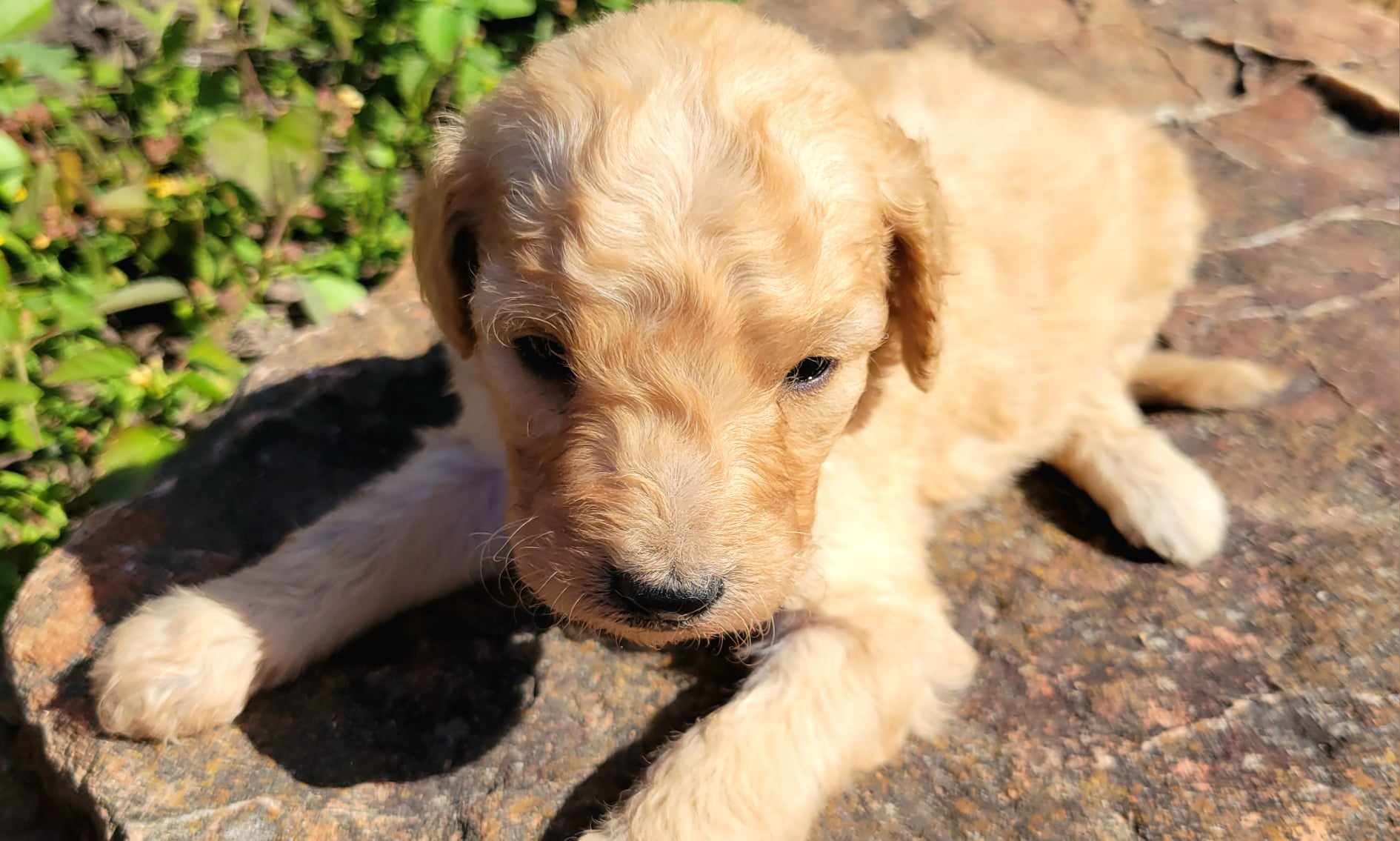 puppy, for, sale, Goldendoodle Mini F1B, Lana  Arnall, dog, breeder, Hartville, MO, dog-breeder, puppy-for-sale, forsale, nearby, find, puppyfind, locator, puppylocator, aca