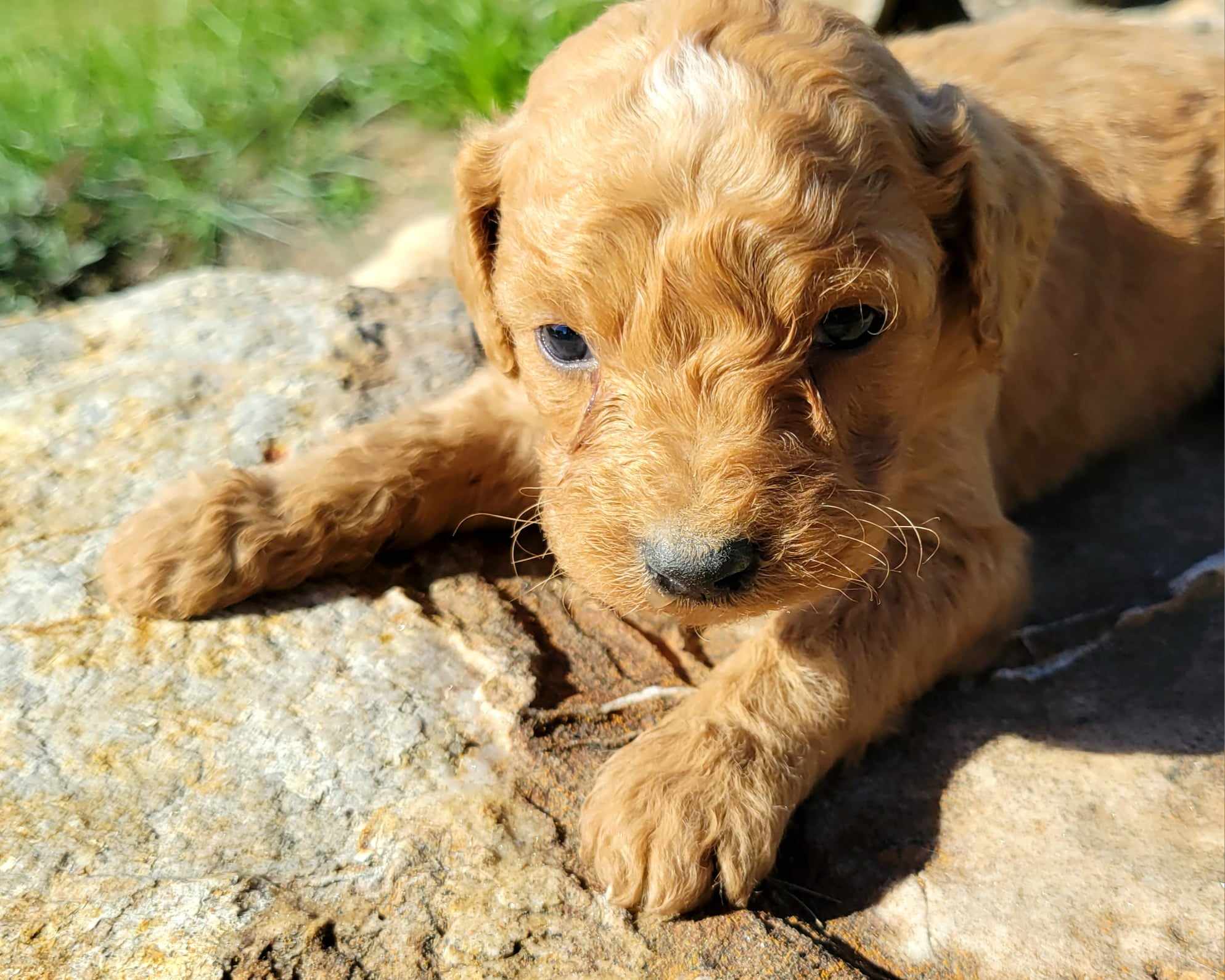 puppy, for, sale, Goldendoodle Mini F1B, Lana  Arnall, dog, breeder, Hartville, MO, dog-breeder, puppy-for-sale, forsale, nearby, find, puppyfind, locator, puppylocator, aca