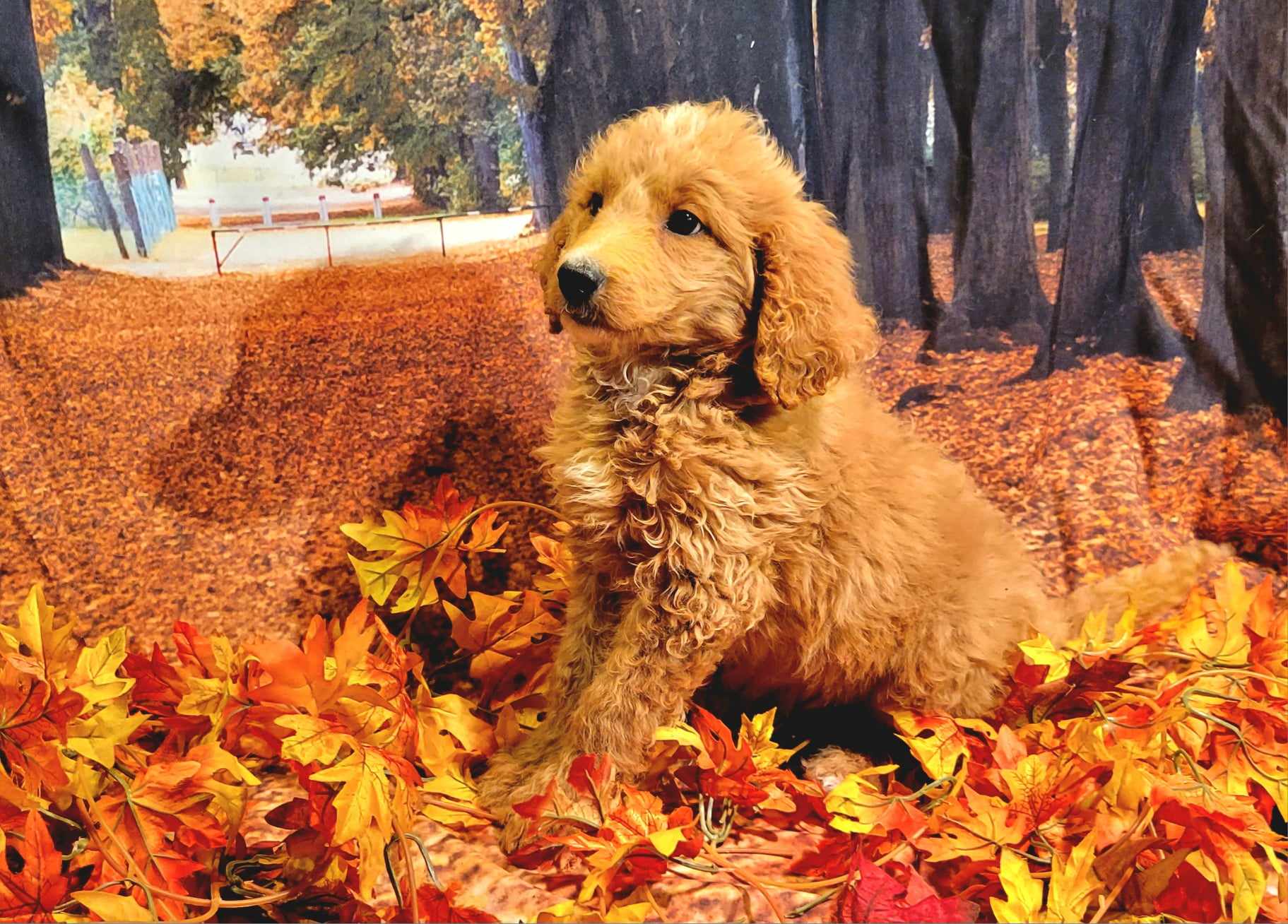 puppy, for, sale, Goldendoodle Mini F1B, Lana  Arnall, dog, breeder, Hartville, MO, dog-breeder, puppy-for-sale, forsale, nearby, find, puppyfind, locator, puppylocator, aca