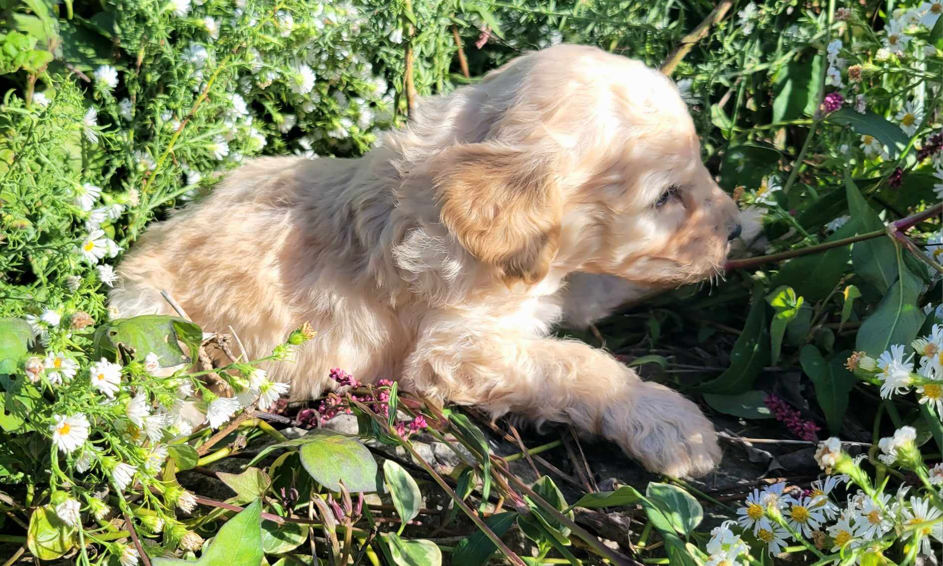 puppy, for, sale, Goldendoodle Mini F1B, Lana  Arnall, dog, breeder, Hartville, MO, dog-breeder, puppy-for-sale, forsale, nearby, find, puppyfind, locator, puppylocator, aca