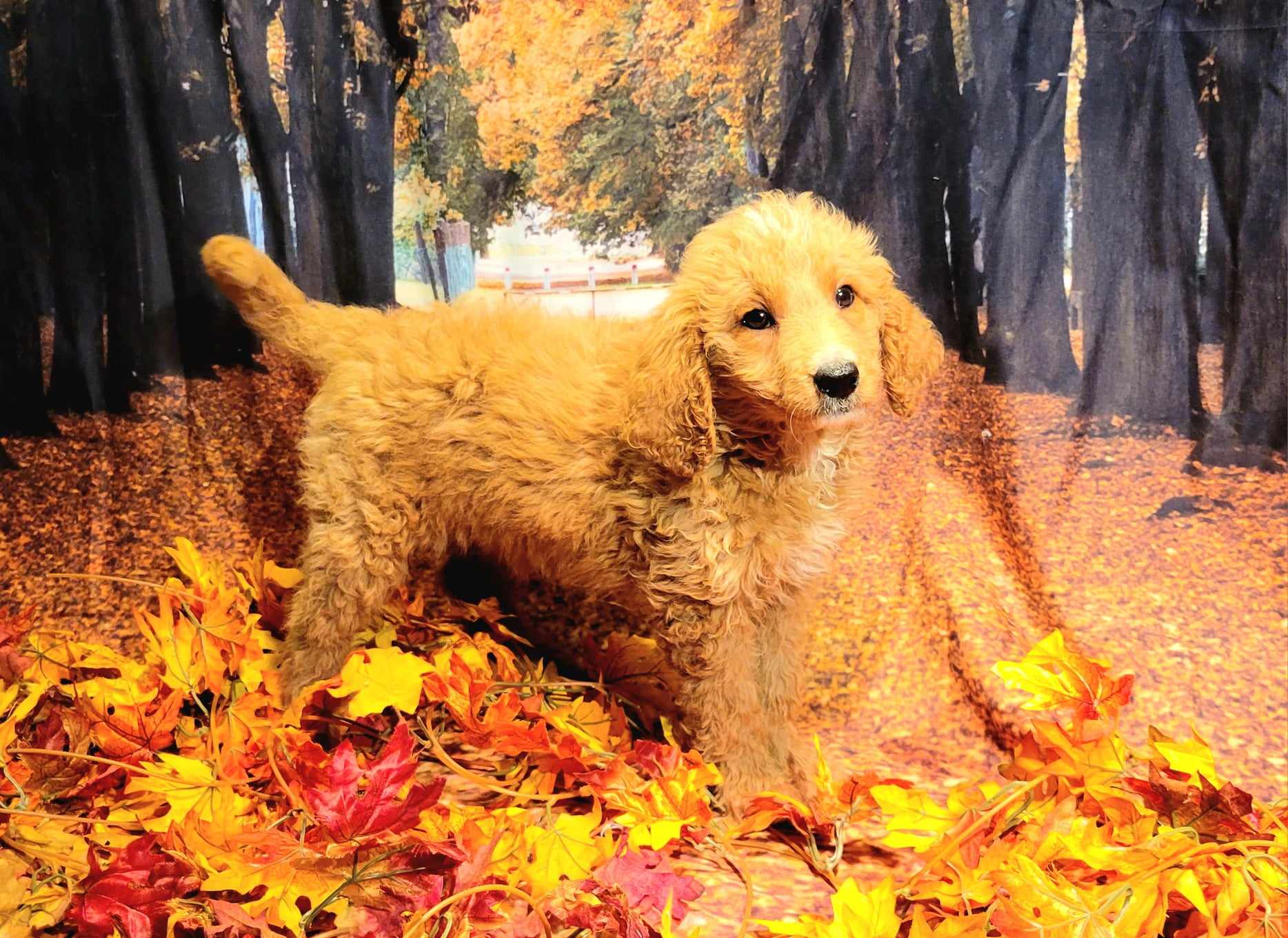 puppy, for, sale, Goldendoodle Mini F1B, Lana  Arnall, dog, breeder, Hartville, MO, dog-breeder, puppy-for-sale, forsale, nearby, find, puppyfind, locator, puppylocator, aca