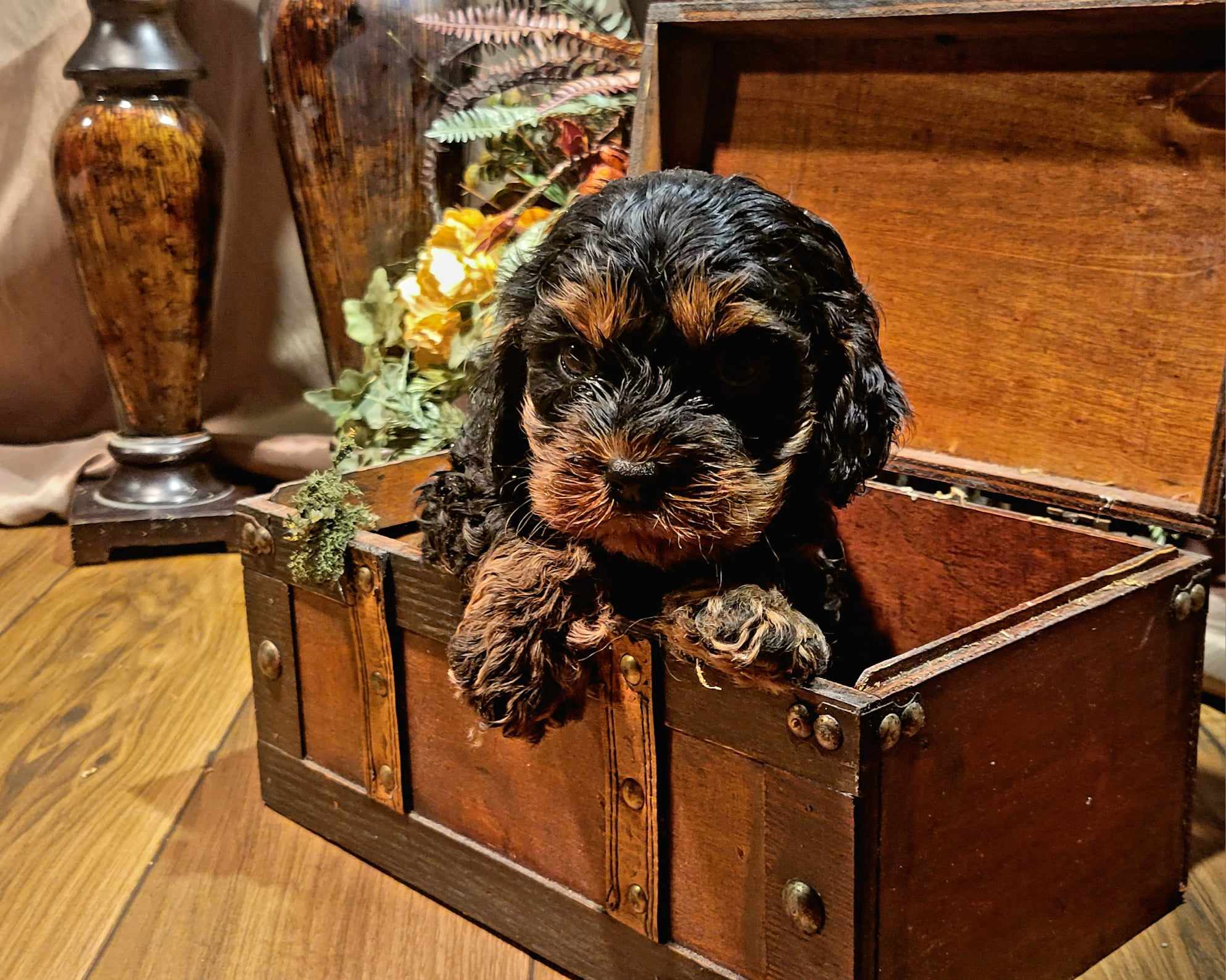 puppy, for, sale, Cavapoo, Lana  Arnall, dog, breeder, Hartville, MO, dog-breeder, puppy-for-sale, forsale, nearby, find, puppyfind, locator, puppylocator, aca