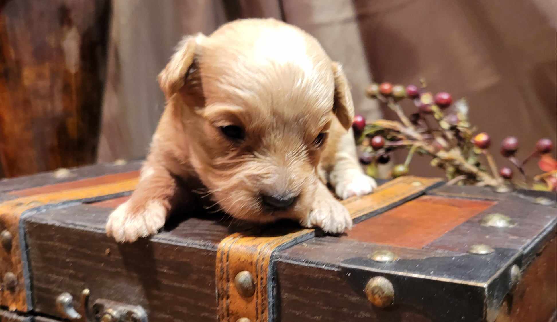 puppy, for, sale, Cavapoo/Bichon Frise, Lana  Arnall, dog, breeder, Hartville, MO, dog-breeder, puppy-for-sale, forsale, nearby, find, puppyfind, locator, puppylocator, aca