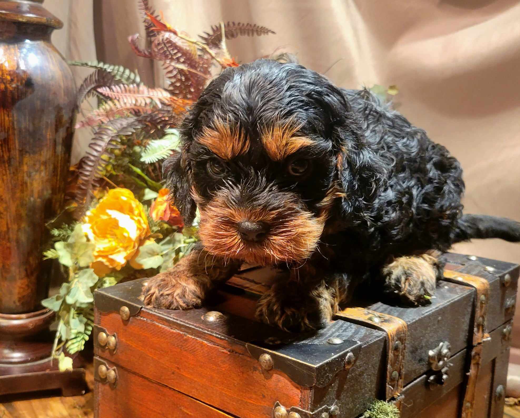 puppy, for, sale, Cavapoo, Lana  Arnall, dog, breeder, Hartville, MO, dog-breeder, puppy-for-sale, forsale, nearby, find, puppyfind, locator, puppylocator, aca