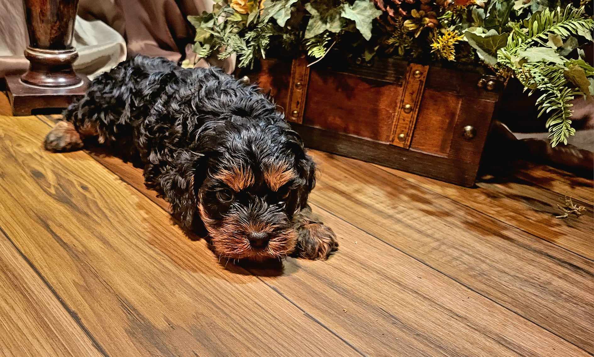 puppy, for, sale, Cavapoo, Lana  Arnall, dog, breeder, Hartville, MO, dog-breeder, puppy-for-sale, forsale, nearby, find, puppyfind, locator, puppylocator, aca