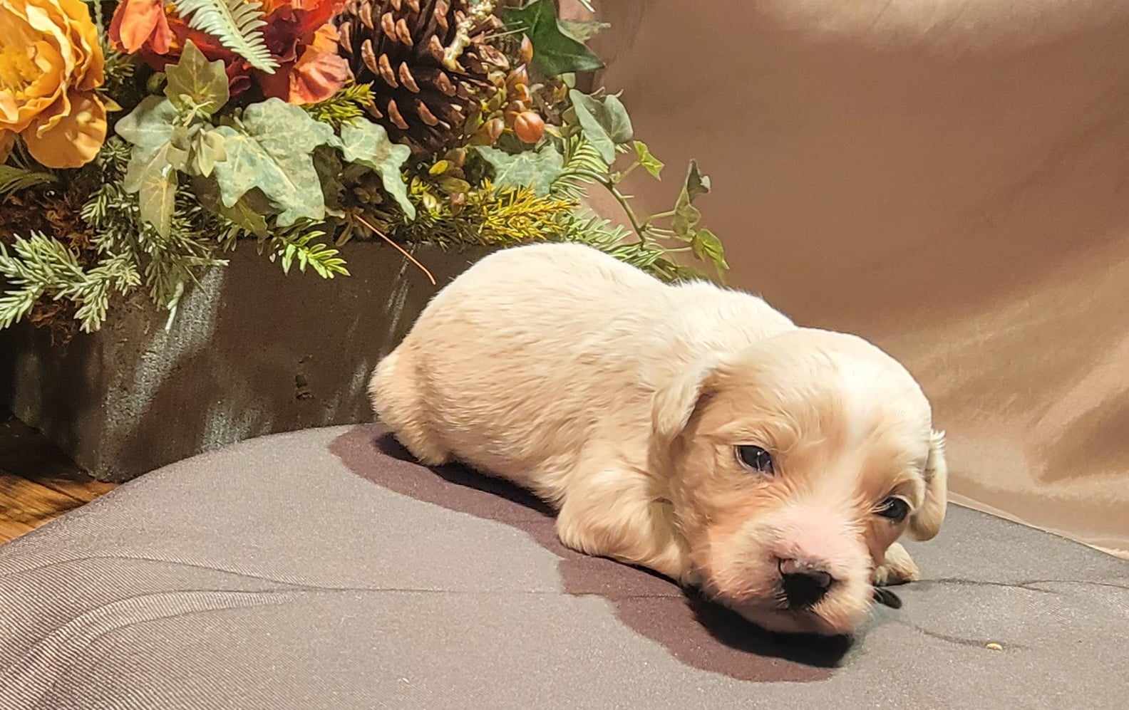 puppy, for, sale, Cavapoo/Bichon Frise, Lana  Arnall, dog, breeder, Hartville, MO, dog-breeder, puppy-for-sale, forsale, nearby, find, puppyfind, locator, puppylocator, aca