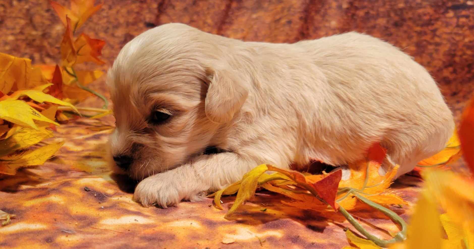 puppy, for, sale, Cavapoo/Bichon Frise, Lana  Arnall, dog, breeder, Hartville, MO, dog-breeder, puppy-for-sale, forsale, nearby, find, puppyfind, locator, puppylocator, aca