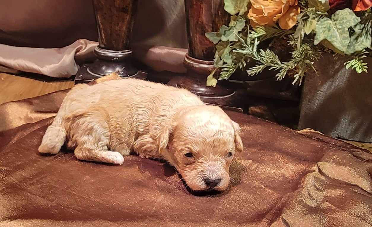 puppy, for, sale, Cavapoo/Bichon Frise, Lana  Arnall, dog, breeder, Hartville, MO, dog-breeder, puppy-for-sale, forsale, nearby, find, puppyfind, locator, puppylocator, aca