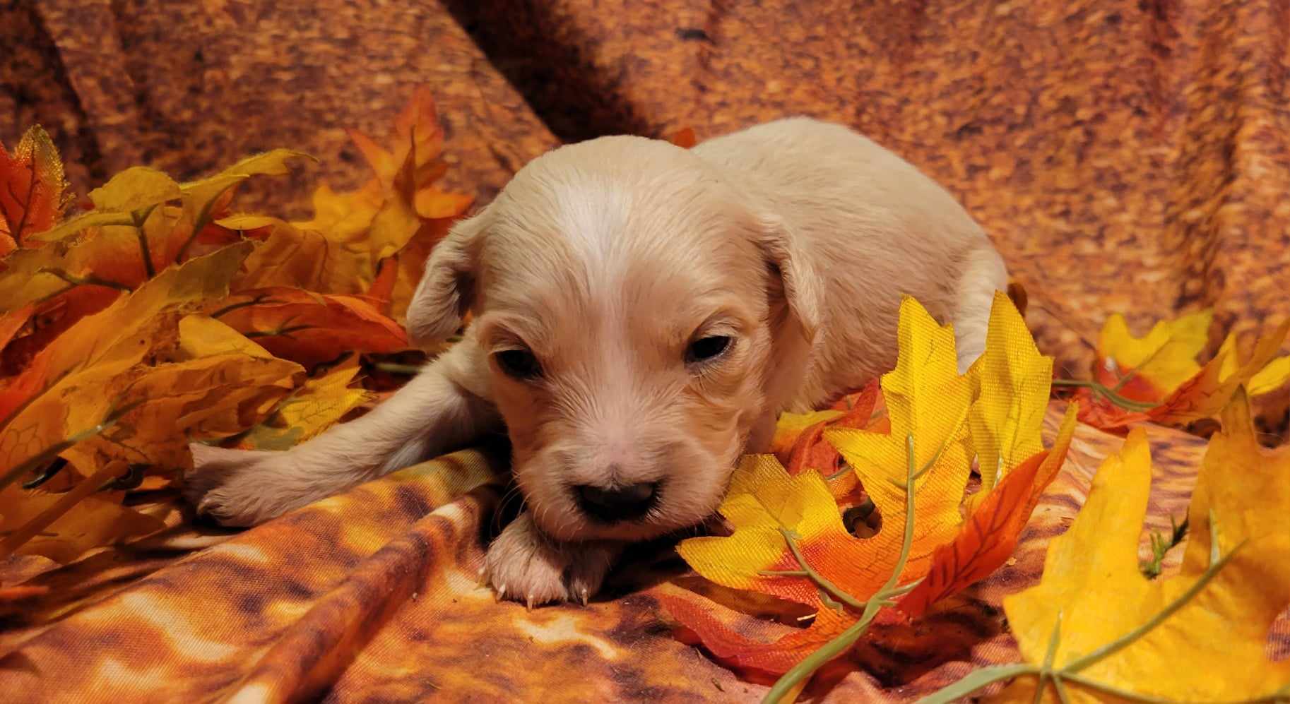 puppy, for, sale, Cavapoo/Bichon Frise, Lana  Arnall, dog, breeder, Hartville, MO, dog-breeder, puppy-for-sale, forsale, nearby, find, puppyfind, locator, puppylocator, aca