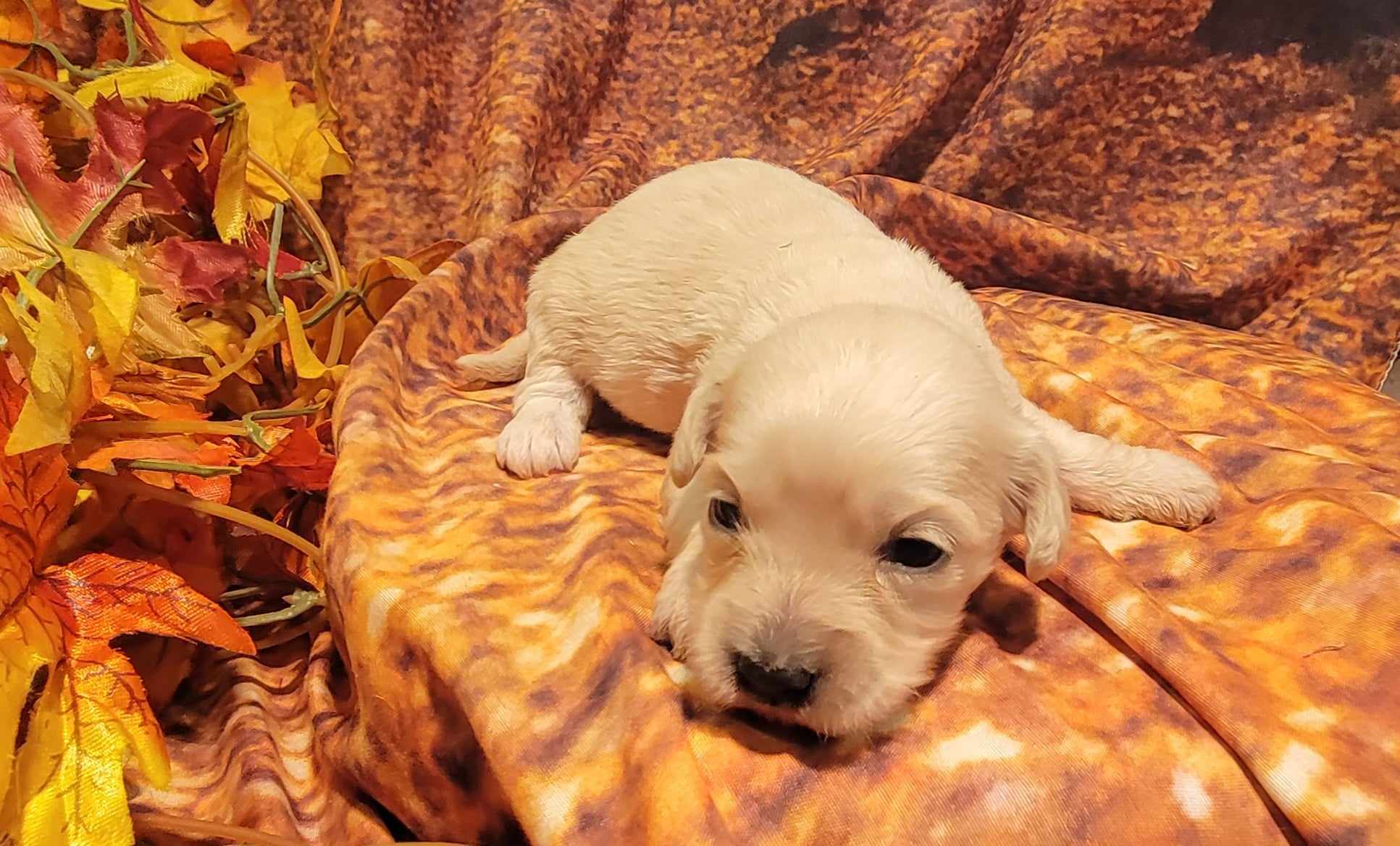 puppy, for, sale, Cavapoo/Bichon Frise, Lana  Arnall, dog, breeder, Hartville, MO, dog-breeder, puppy-for-sale, forsale, nearby, find, puppyfind, locator, puppylocator, aca