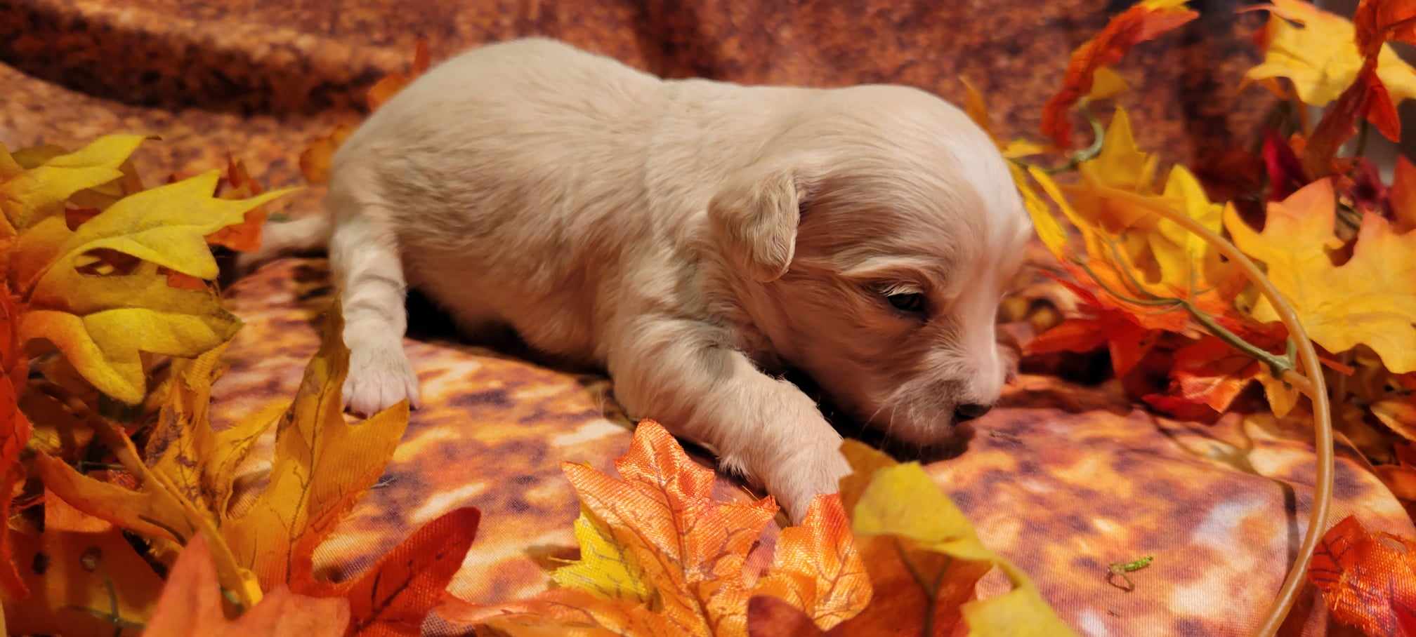 puppy, for, sale, Cavapoo/Bichon Frise, Lana  Arnall, dog, breeder, Hartville, MO, dog-breeder, puppy-for-sale, forsale, nearby, find, puppyfind, locator, puppylocator, aca