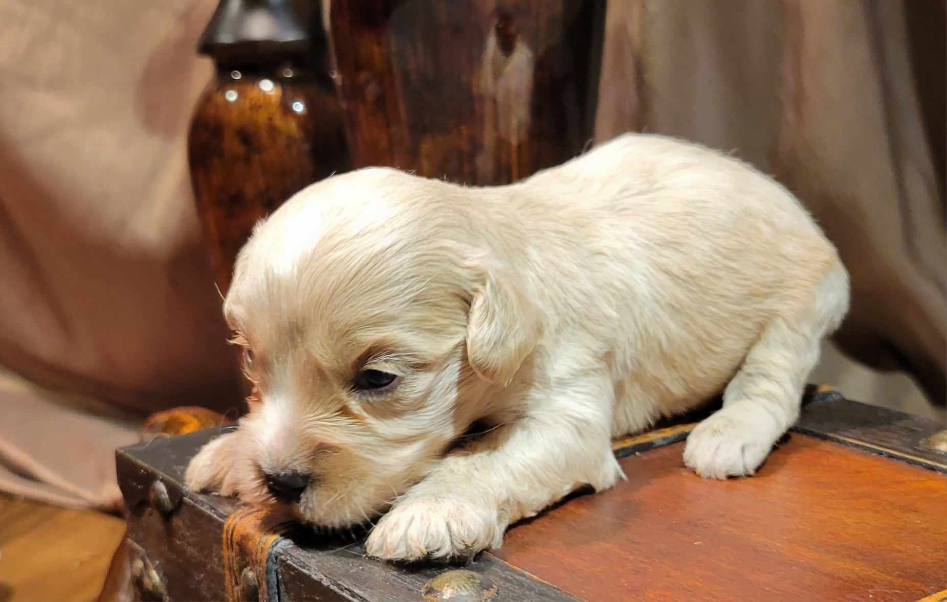 puppy, for, sale, Cavapoo/Bichon Frise, Lana  Arnall, dog, breeder, Hartville, MO, dog-breeder, puppy-for-sale, forsale, nearby, find, puppyfind, locator, puppylocator, aca