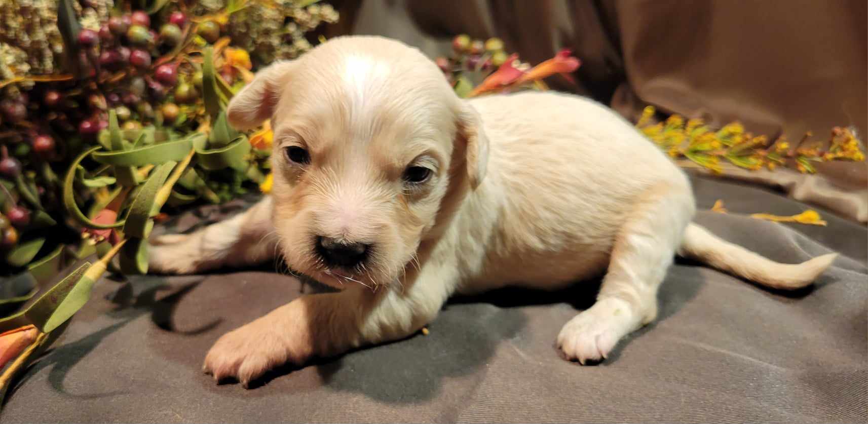 puppy, for, sale, Cavapoo/Bichon Frise, Lana  Arnall, dog, breeder, Hartville, MO, dog-breeder, puppy-for-sale, forsale, nearby, find, puppyfind, locator, puppylocator, aca