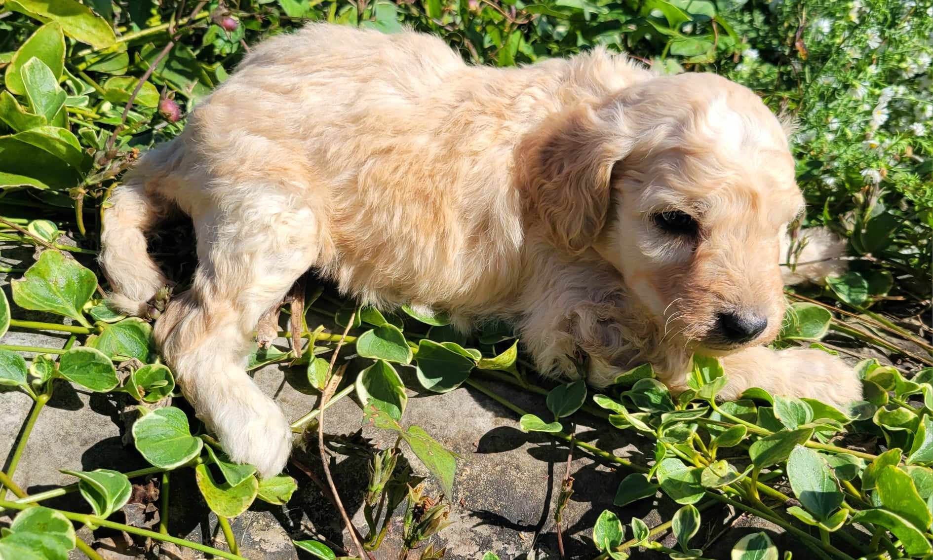 puppy, for, sale, Goldendoodle Mini F1B, Lana  Arnall, dog, breeder, Hartville, MO, dog-breeder, puppy-for-sale, forsale, nearby, find, puppyfind, locator, puppylocator, aca