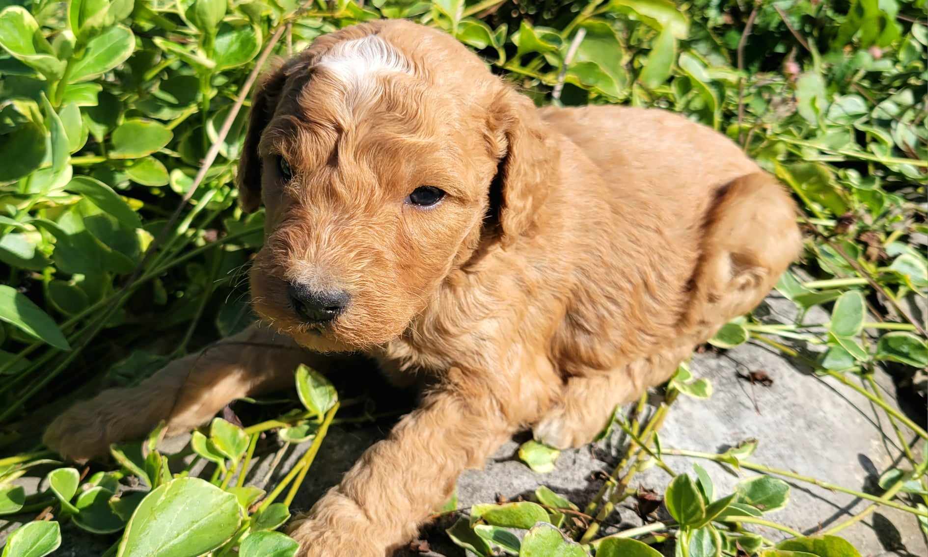 puppy, for, sale, Goldendoodle Mini F1B, Lana  Arnall, dog, breeder, Hartville, MO, dog-breeder, puppy-for-sale, forsale, nearby, find, puppyfind, locator, puppylocator, aca