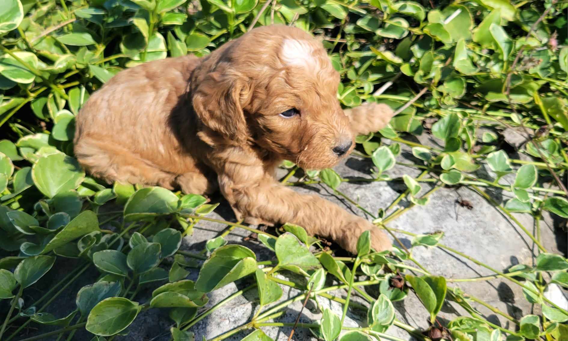 puppy, for, sale, Goldendoodle Mini F1B, Lana  Arnall, dog, breeder, Hartville, MO, dog-breeder, puppy-for-sale, forsale, nearby, find, puppyfind, locator, puppylocator, aca