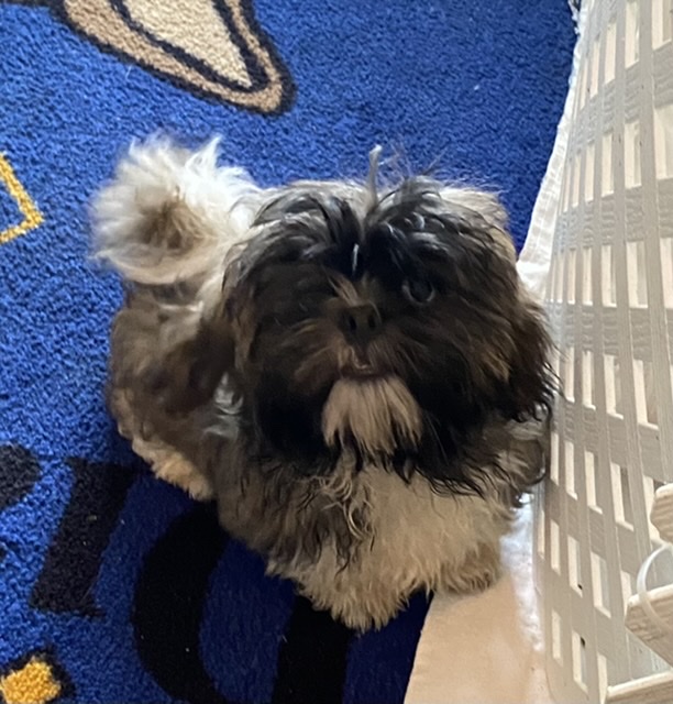 puppy, for, sale, Shih Tzu, Judy  Lane-Hail, dog, breeder, Seminole, OK, dog-breeder, puppy-for-sale, forsale, nearby, find, puppyfind, locator, puppylocator, aca