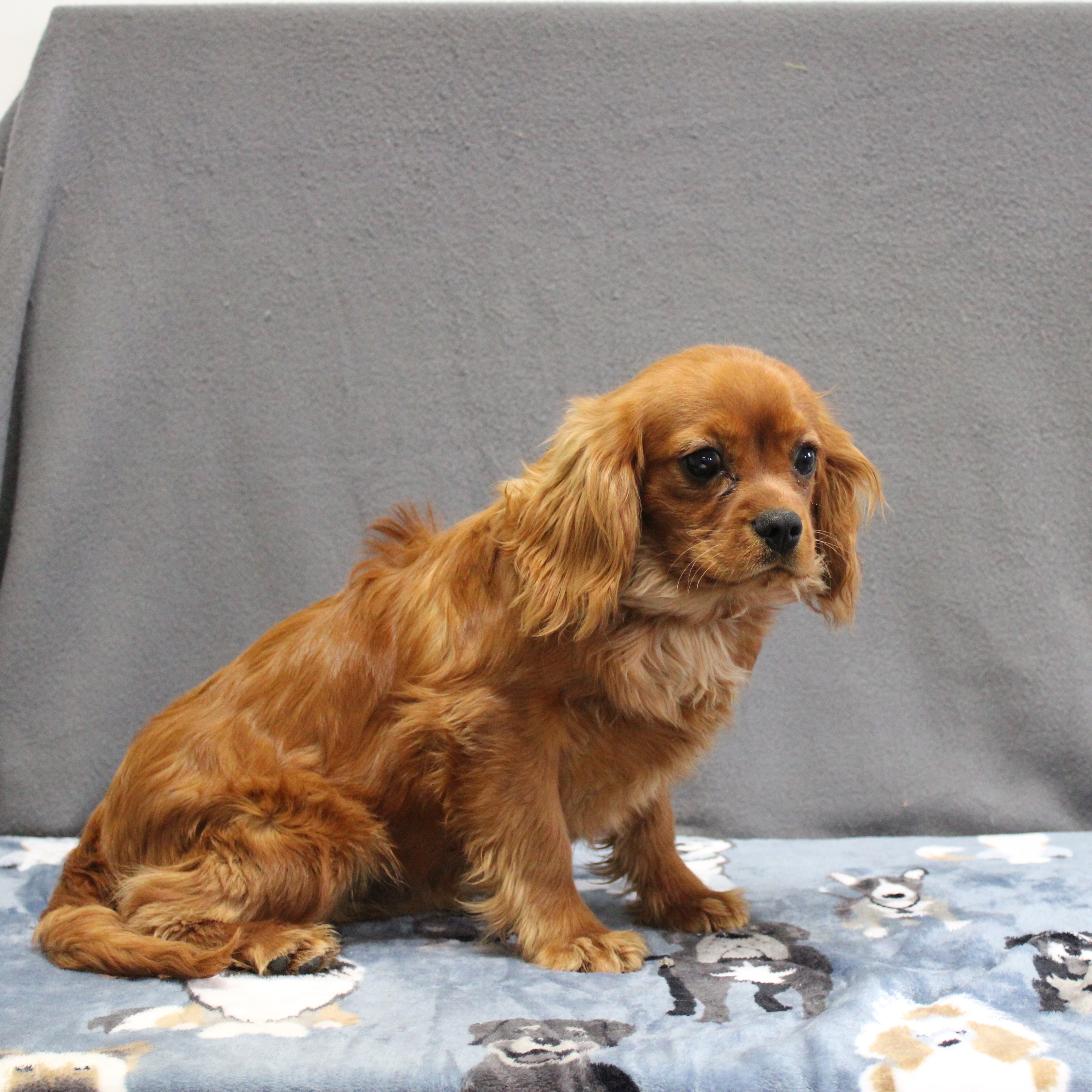 puppy, for, sale, Cavalier King Charles Spaniel, Ivan J. Stoltzfus, dog, breeder, Dornsife, PA, dog-breeder, puppy-for-sale, forsale, nearby, find, puppyfind, locator, puppylocator, aca