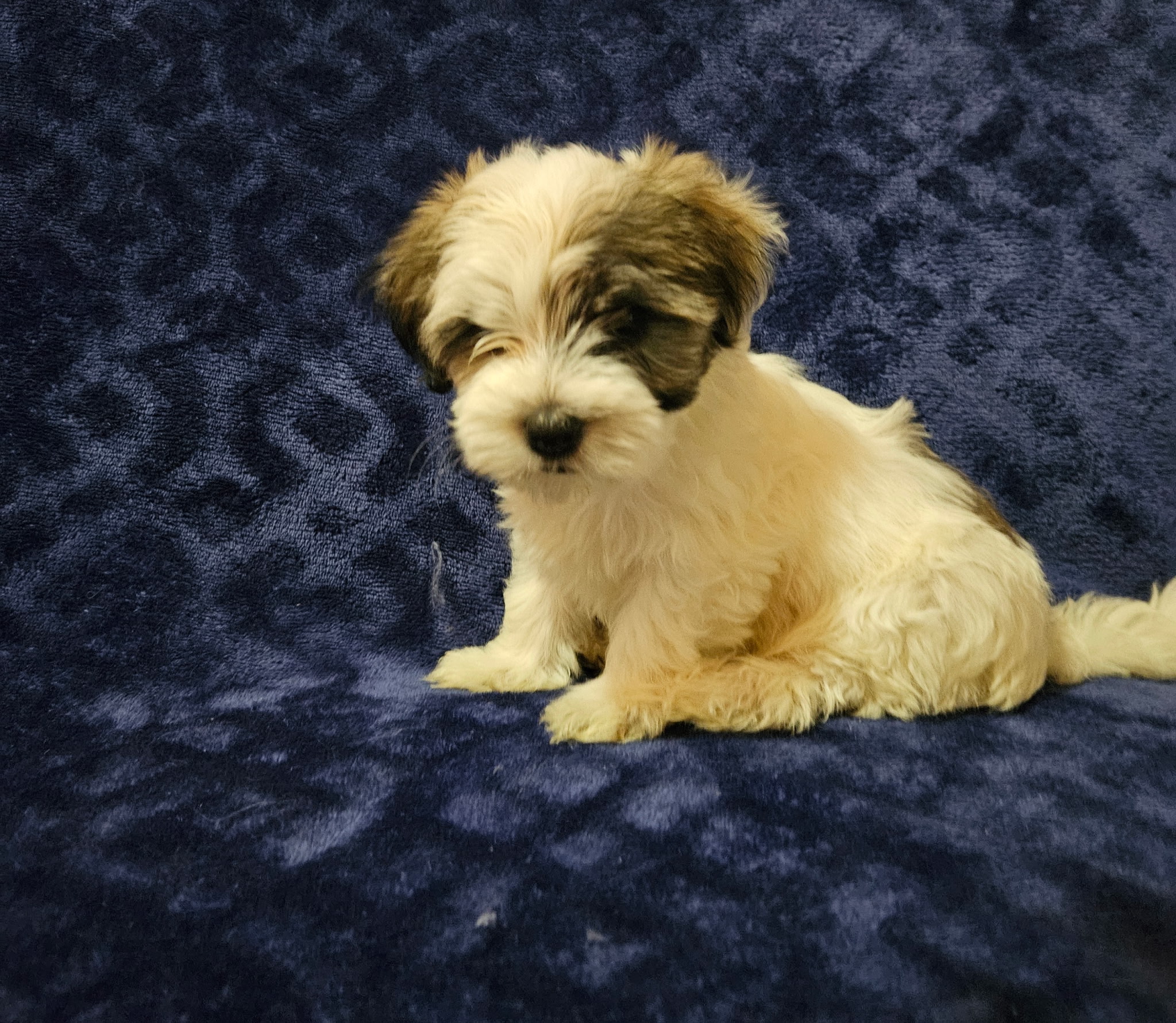 puppy, for, sale, Havanese, MELISSA  LOPEZ, dog, breeder, SWOYERSVILLE, PA, dog-breeder, puppy-for-sale, forsale, nearby, find, puppyfind, locator, puppylocator, aca