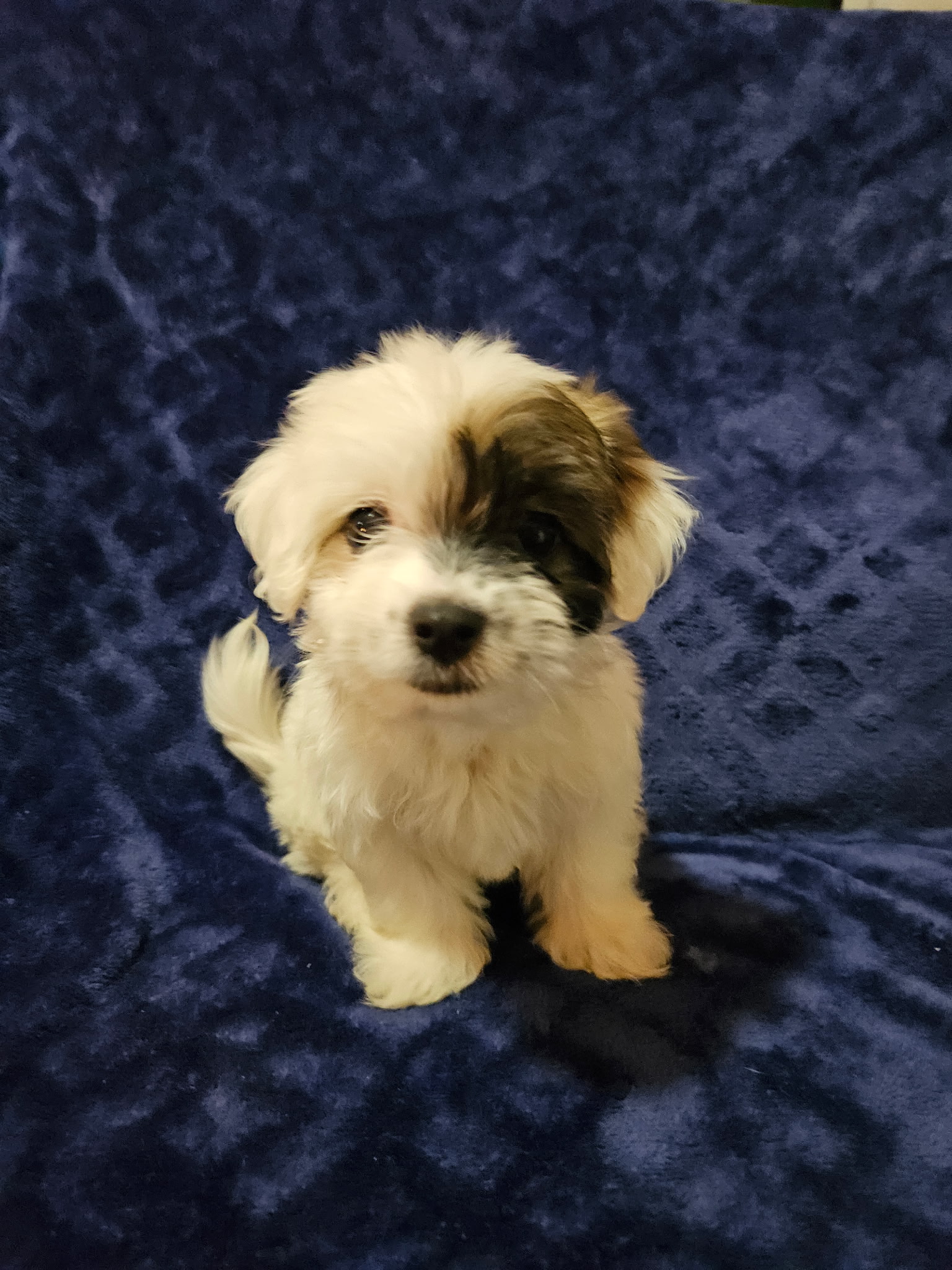 puppy, for, sale, Havanese, MELISSA  LOPEZ, dog, breeder, SWOYERSVILLE, PA, dog-breeder, puppy-for-sale, forsale, nearby, find, puppyfind, locator, puppylocator, aca
