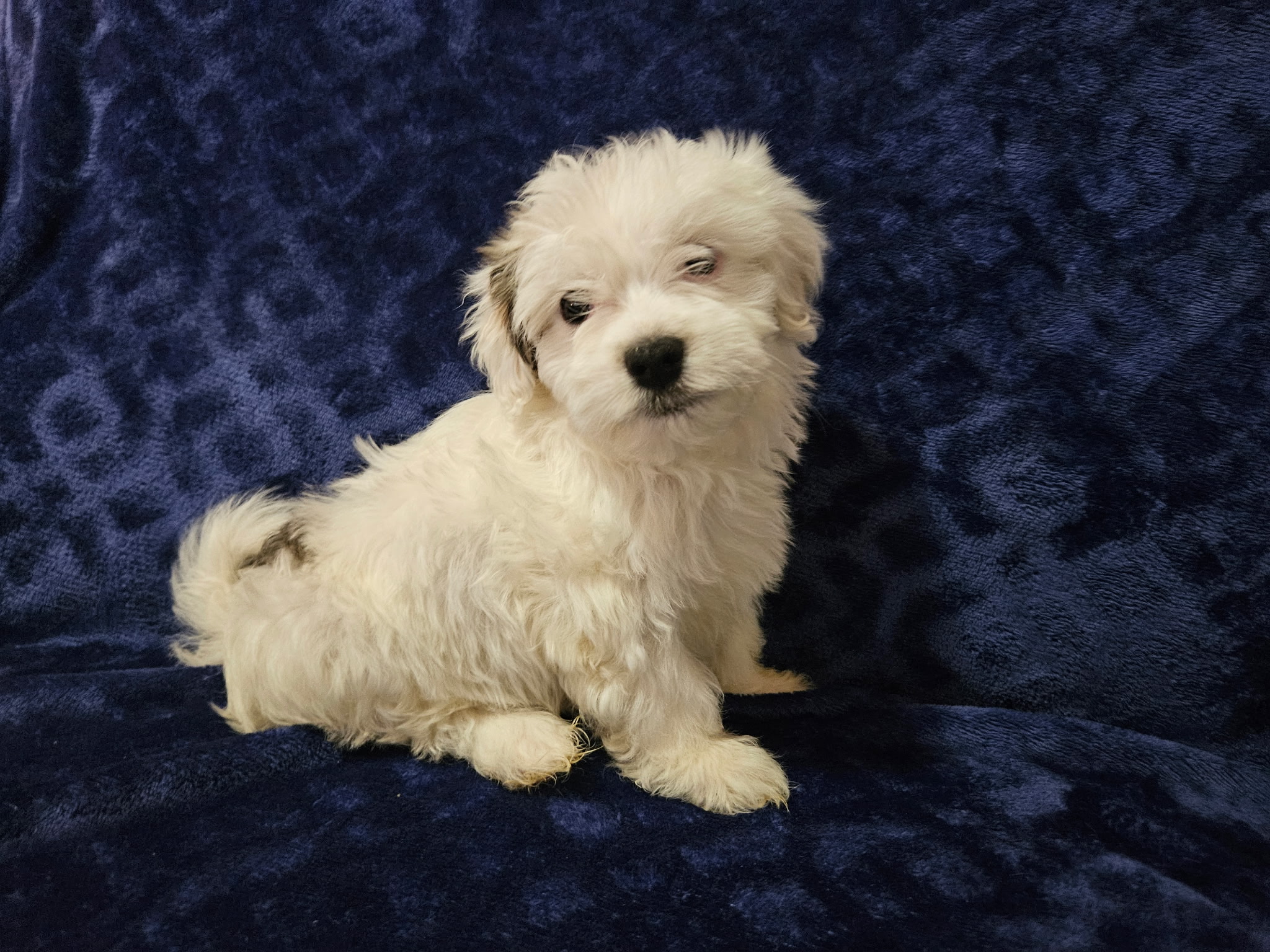 puppy, for, sale, Havanese, MELISSA  LOPEZ, dog, breeder, SWOYERSVILLE, PA, dog-breeder, puppy-for-sale, forsale, nearby, find, puppyfind, locator, puppylocator, aca