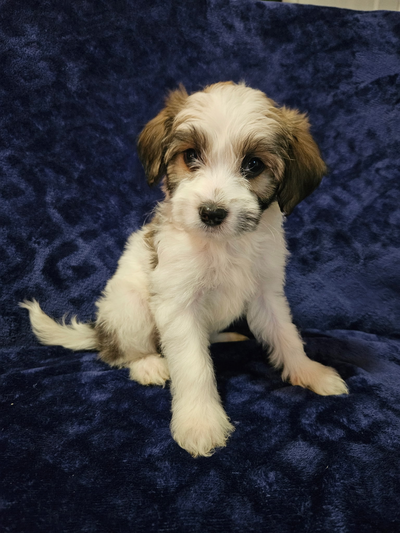 puppy, for, sale, Havanese, MELISSA  LOPEZ, dog, breeder, SWOYERSVILLE, PA, dog-breeder, puppy-for-sale, forsale, nearby, find, puppyfind, locator, puppylocator, aca