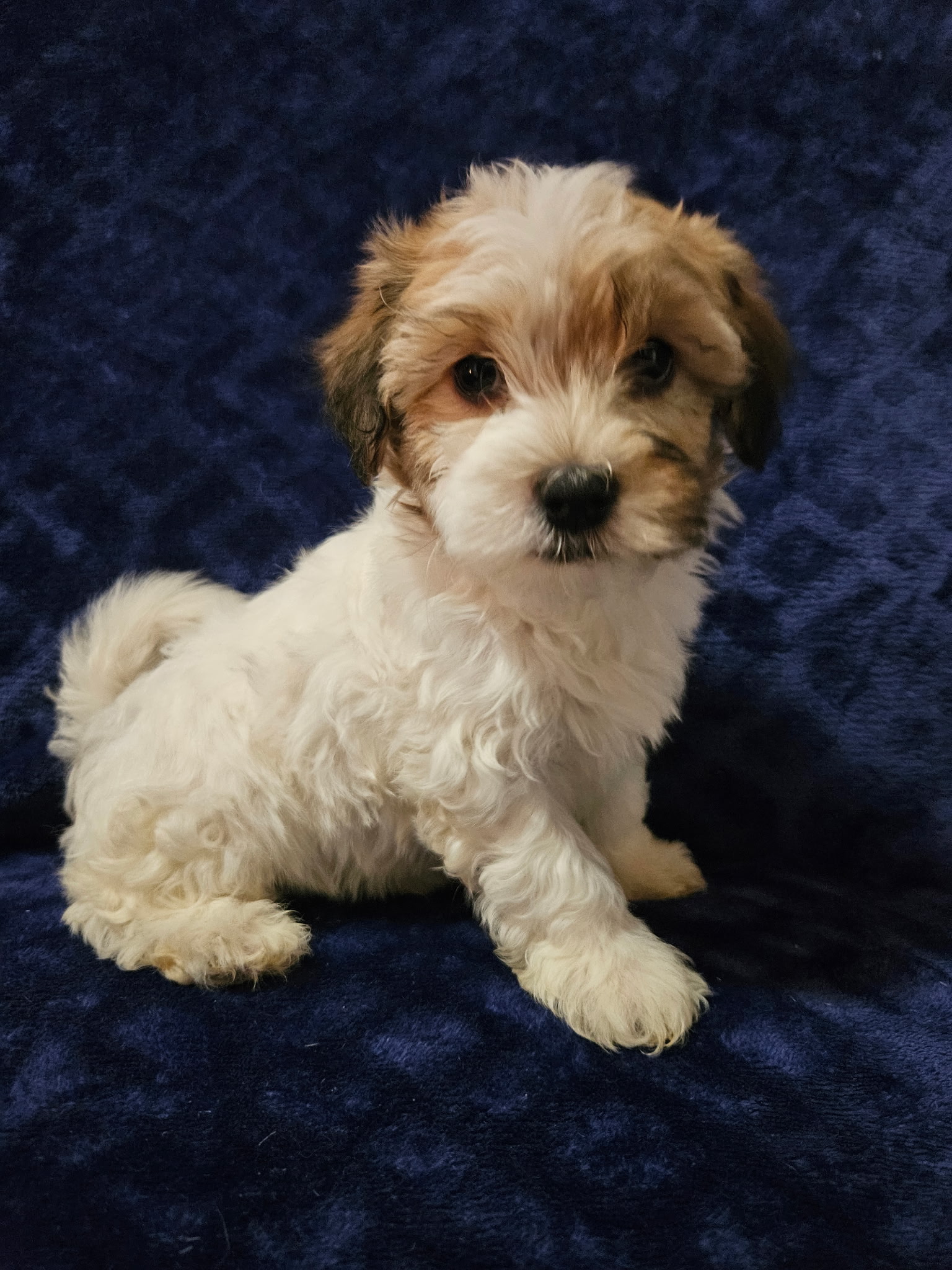 puppy, for, sale, Havanese, MELISSA  LOPEZ, dog, breeder, SWOYERSVILLE, PA, dog-breeder, puppy-for-sale, forsale, nearby, find, puppyfind, locator, puppylocator, aca