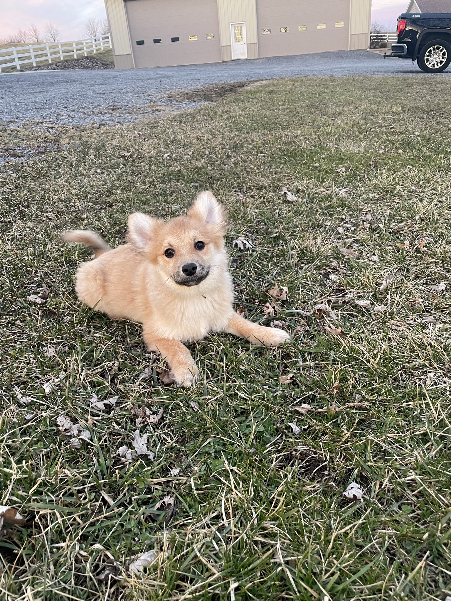 puppy, for, sale, Pomeranian , Curtis  Martin, dog, breeder, Seneca Falls, NY, dog-breeder, puppy-for-sale, forsale, nearby, find, puppyfind, locator, puppylocator, aca