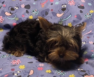 puppy, for, sale, Yorkshire Terrier, Judy  Lane-Hail, dog, breeder, Seminole, OK, dog-breeder, puppy-for-sale, forsale, nearby, find, puppyfind, locator, puppylocator, aca