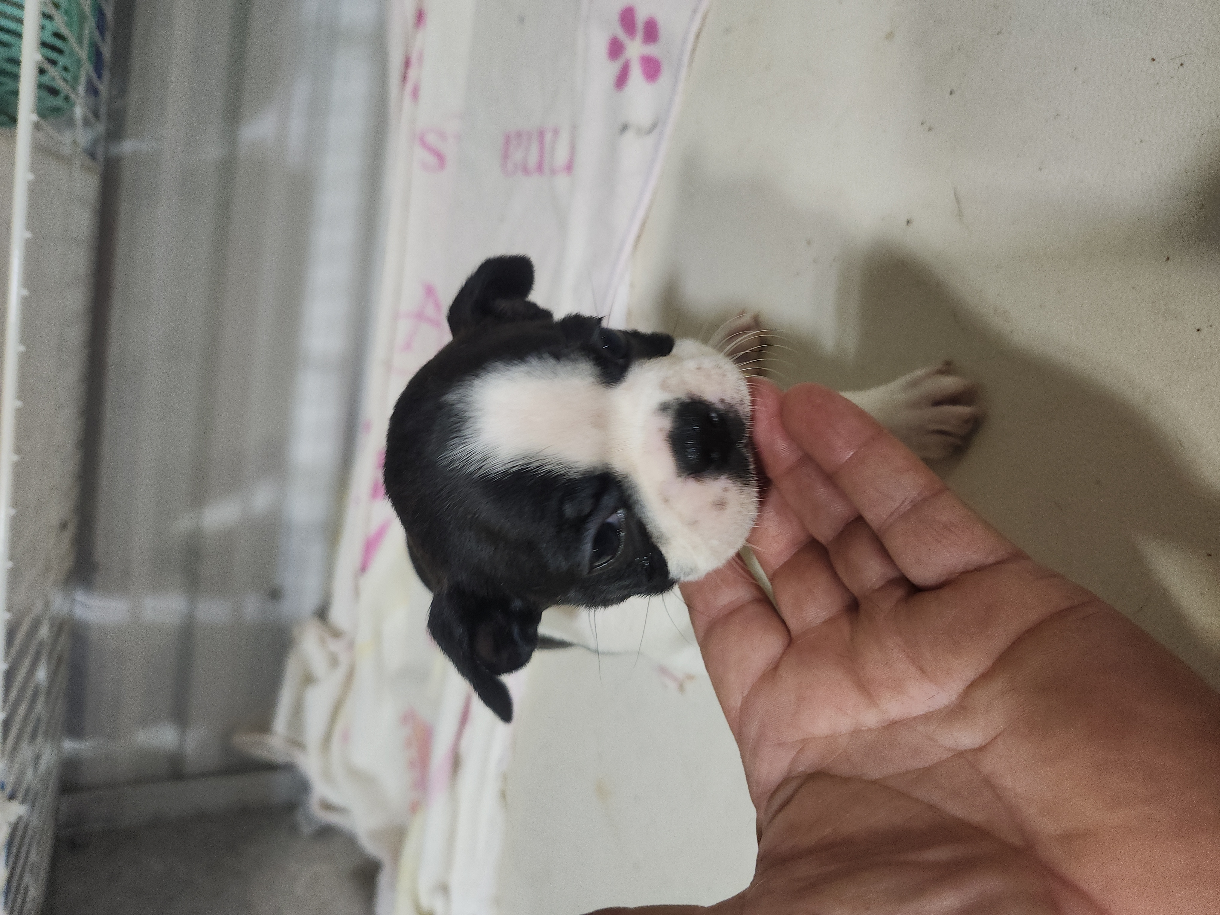puppy, for, sale, Boston Terrier, Gayle  Baker, dog, breeder, Minneapolis, KS, dog-breeder, puppy-for-sale, forsale, nearby, find, puppyfind, locator, puppylocator, aca
