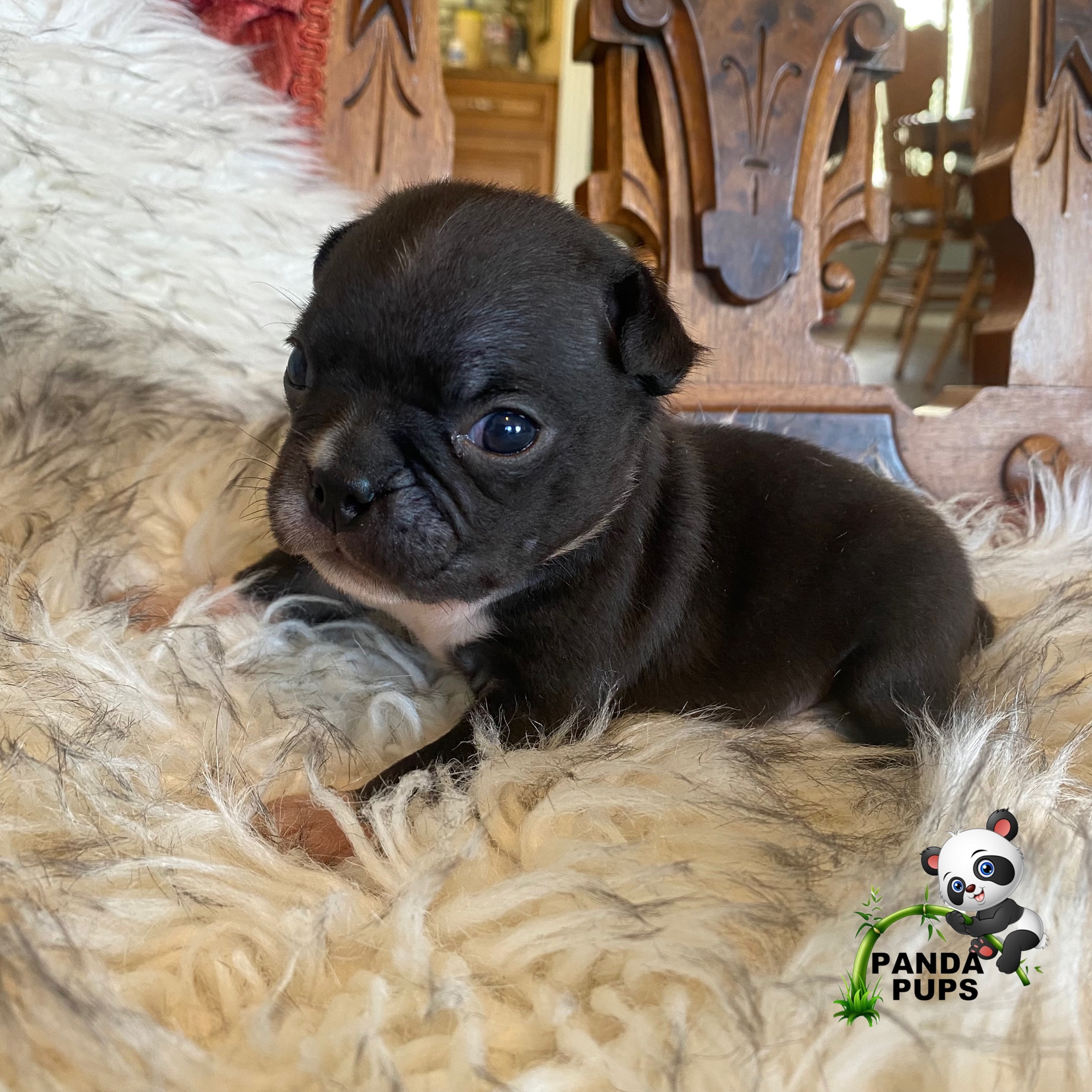 puppy, for, sale, Bugg, Misty D Hardin, dog, breeder, Lakeland, FL, dog-breeder, puppy-for-sale, forsale, nearby, find, puppyfind, locator, puppylocator, aca