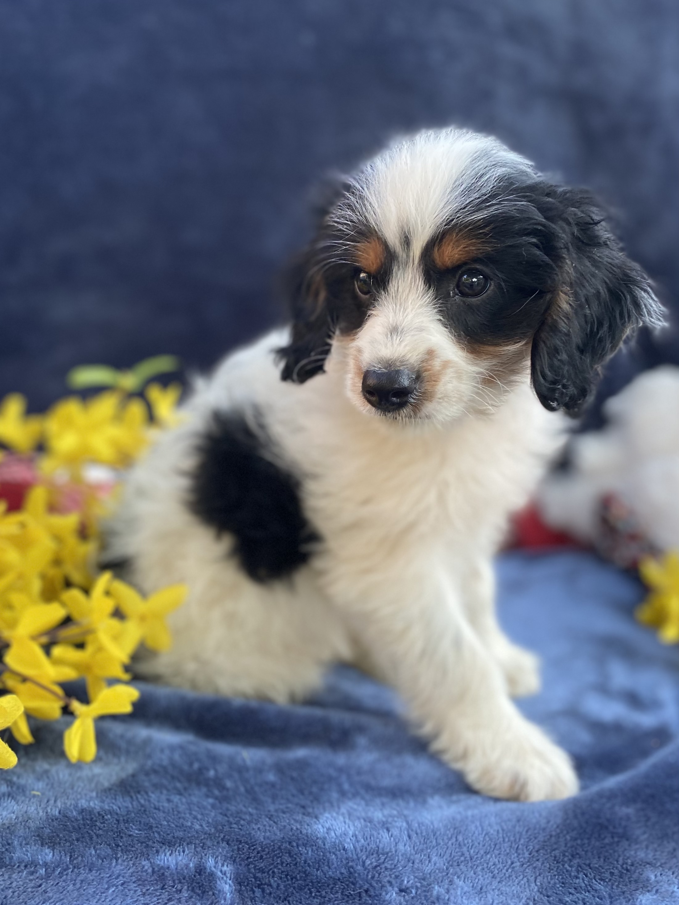puppy, for, sale, F1 Cavapoo, Sadie  Riehl, dog, breeder, Gap, PA, dog-breeder, puppy-for-sale, forsale, nearby, find, puppyfind, locator, puppylocator, aca