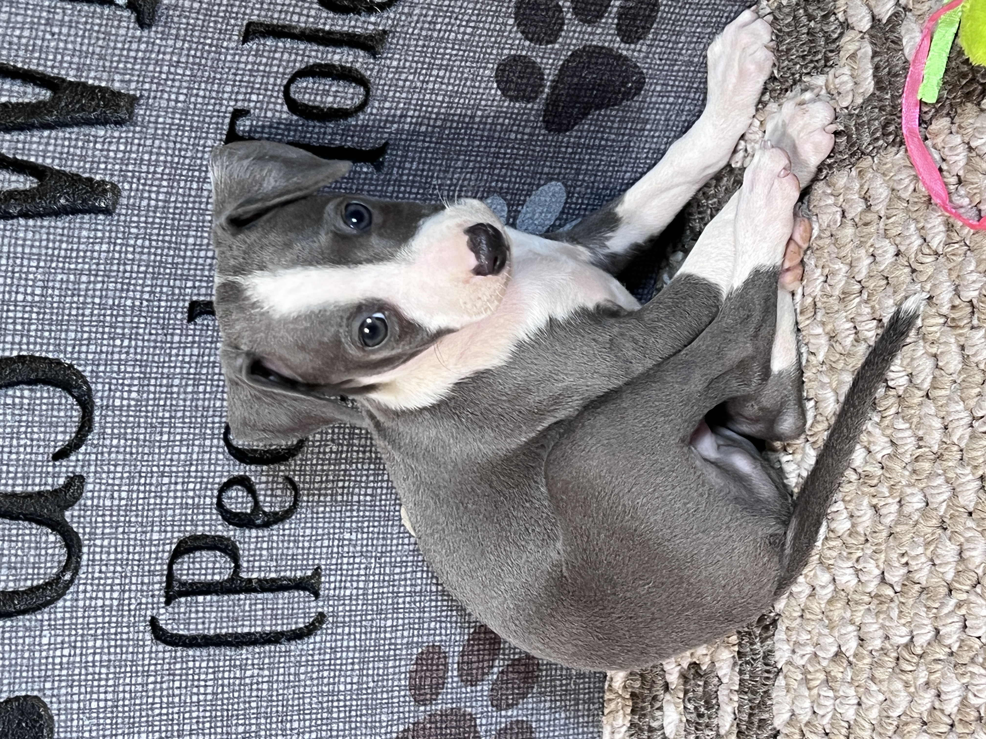 puppy, for, sale, Italian Greyhound, Kimberly  Dildine, dog, breeder, Willow Springs, MO, dog-breeder, puppy-for-sale, forsale, nearby, find, puppyfind, locator, puppylocator, aca