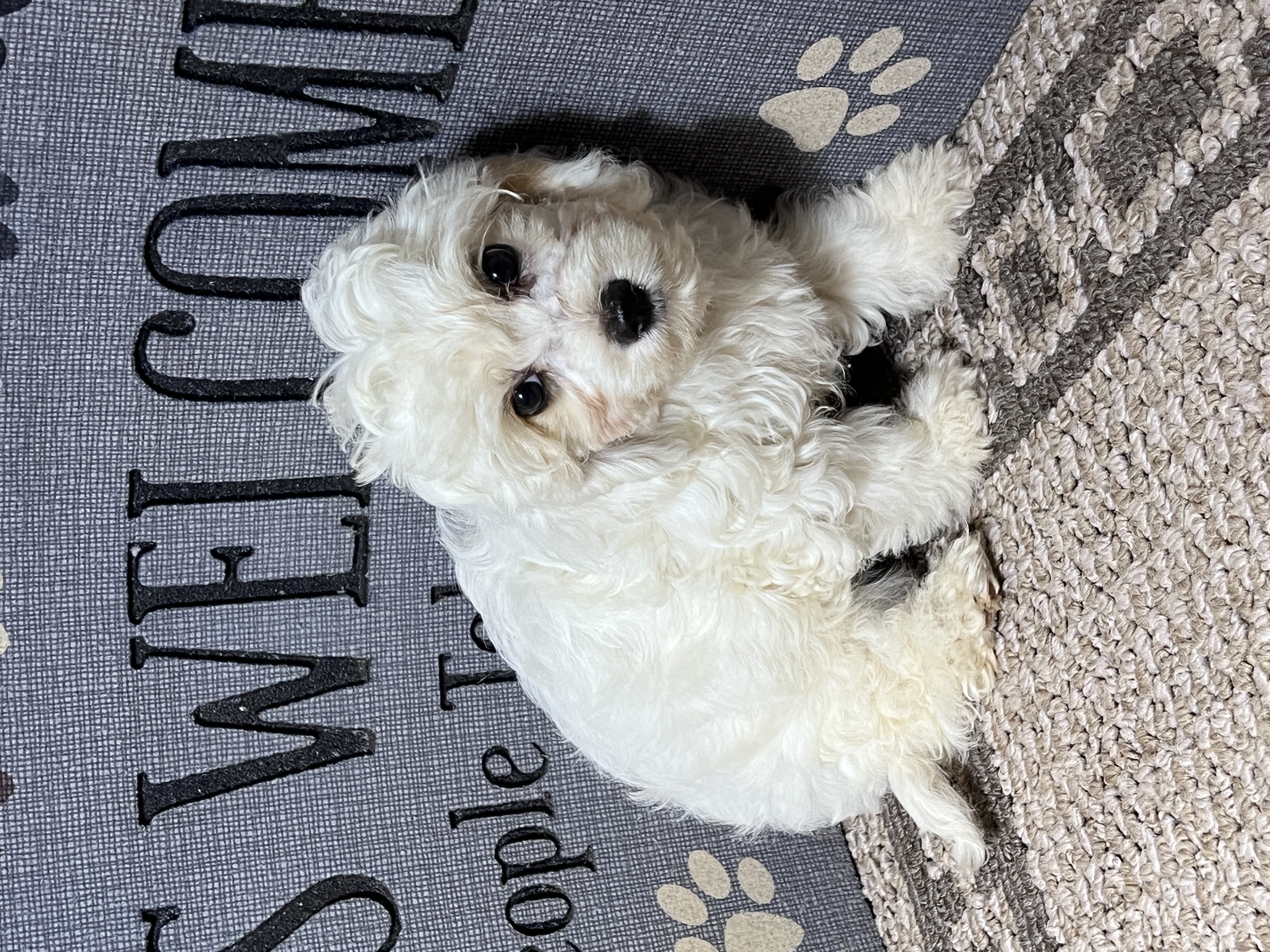puppy, for, sale, Cavapoo, Kimberly  Dildine, dog, breeder, Willow Springs, MO, dog-breeder, puppy-for-sale, forsale, nearby, find, puppyfind, locator, puppylocator, aca