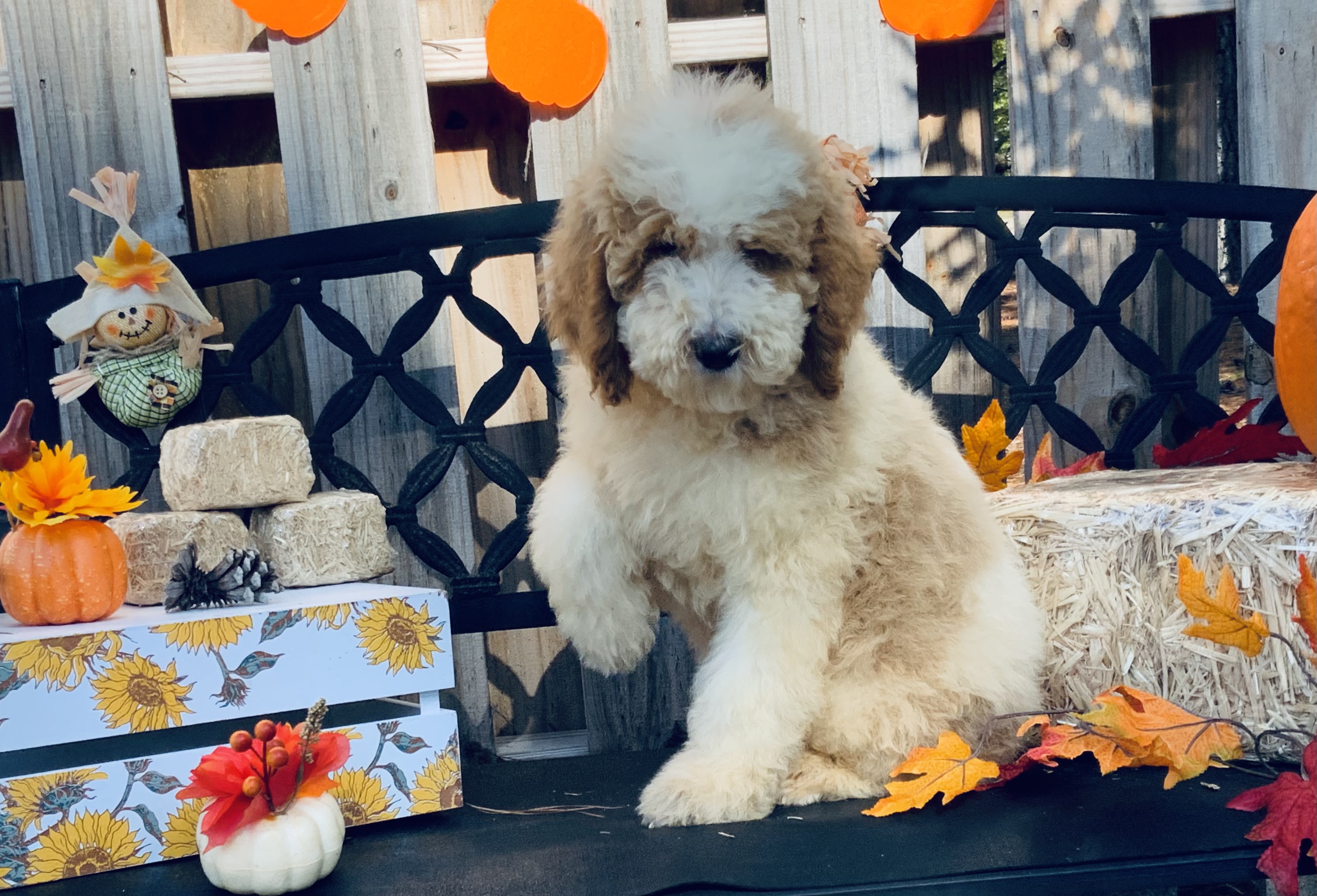 puppy, for, sale, Newfy Poo, Jorge  Negron, dog, breeder, Cameron, NC, dog-breeder, puppy-for-sale, forsale, nearby, find, puppyfind, locator, puppylocator, aca