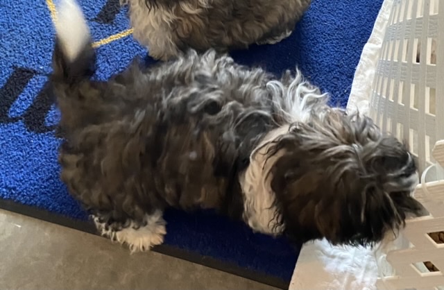 puppy, for, sale, Shih Tzu, Judy  Lane-Hail, dog, breeder, Seminole, OK, dog-breeder, puppy-for-sale, forsale, nearby, find, puppyfind, locator, puppylocator, aca