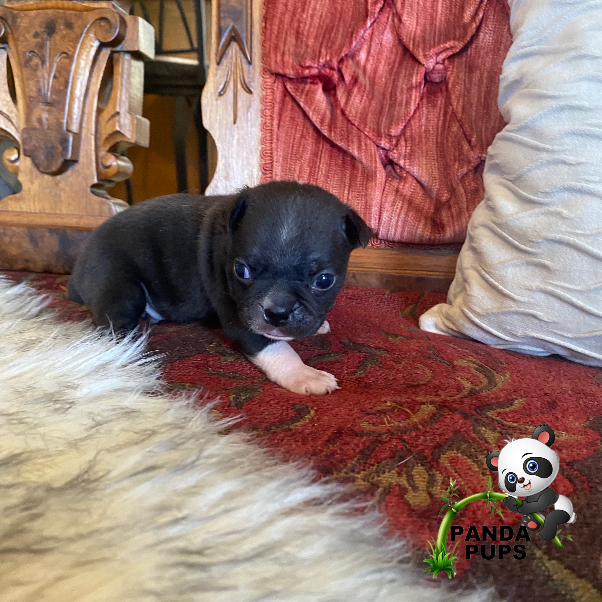 puppy, for, sale, Bugg, Misty D Hardin, dog, breeder, Lakeland, FL, dog-breeder, puppy-for-sale, forsale, nearby, find, puppyfind, locator, puppylocator, aca