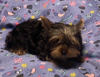 puppy, for, sale, Yorkshire Terrier, Judy  Lane-Hail, dog, breeder, Seminole, OK, dog-breeder, puppy-for-sale, forsale, nearby, find, puppyfind, locator, puppylocator, aca