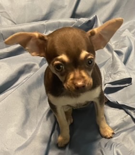 puppy, for, sale, Chihuahua, Judy  Lane-Hail, dog, breeder, Seminole, OK, dog-breeder, puppy-for-sale, forsale, nearby, find, puppyfind, locator, puppylocator, aca