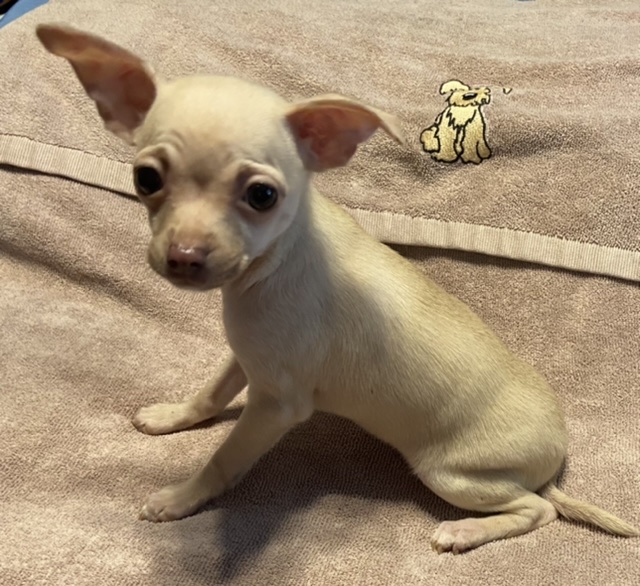 puppy, for, sale, Chihuahua, Judy  Lane-Hail, dog, breeder, Seminole, OK, dog-breeder, puppy-for-sale, forsale, nearby, find, puppyfind, locator, puppylocator, aca