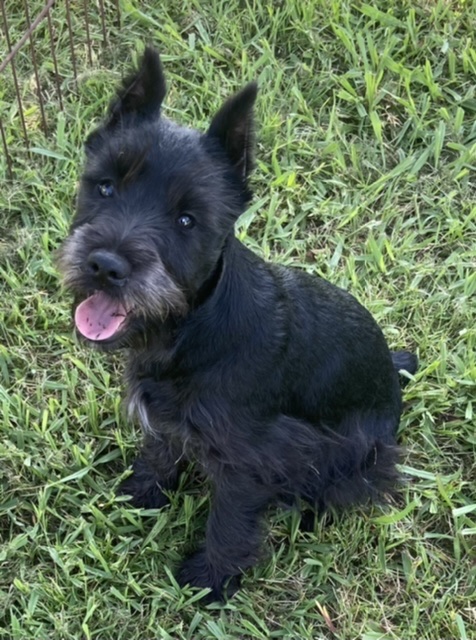 puppy, for, sale, Miniature Schnauzer, Judy  Lane-Hail, dog, breeder, Seminole, OK, dog-breeder, puppy-for-sale, forsale, nearby, find, puppyfind, locator, puppylocator, aca