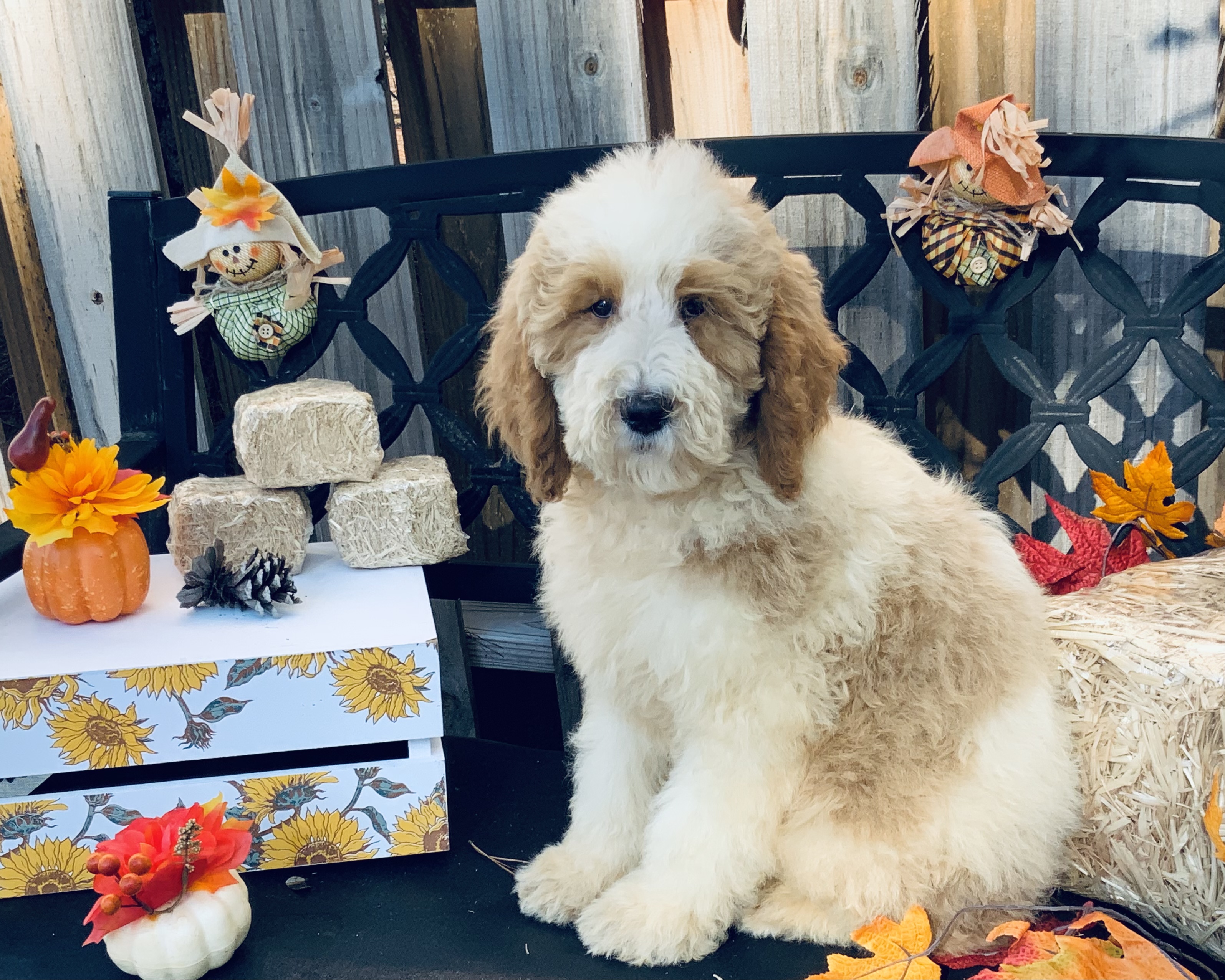 puppy, for, sale, Newfy Poo, Jorge  Negron, dog, breeder, Cameron, NC, dog-breeder, puppy-for-sale, forsale, nearby, find, puppyfind, locator, puppylocator, aca